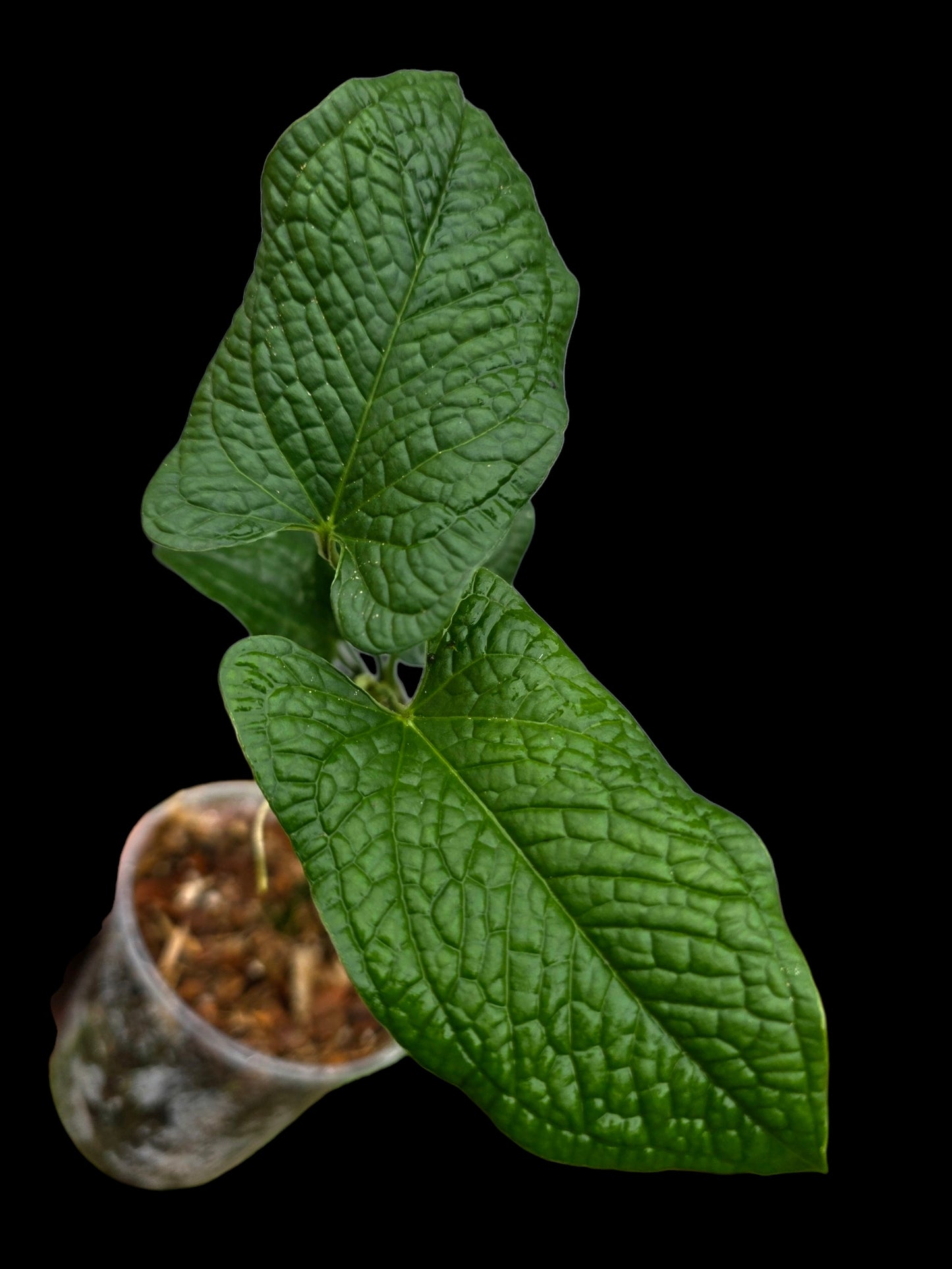 Anthurium Puberulum Croat & Lingán Native to Peru (EXACT PLANT)