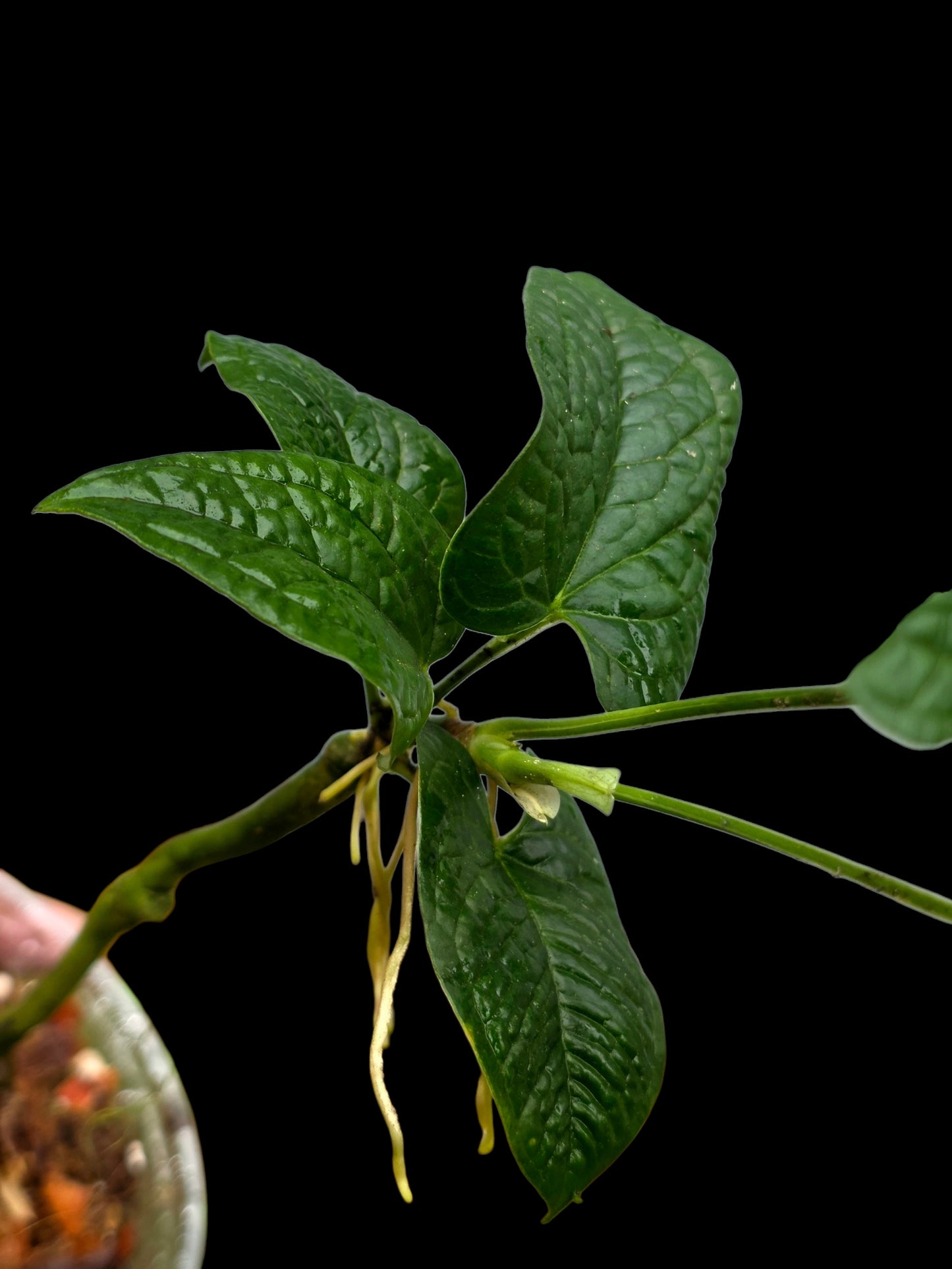 Anthurium Puberulum Croat & Lingán Native to Peru (EXACT PLANT)