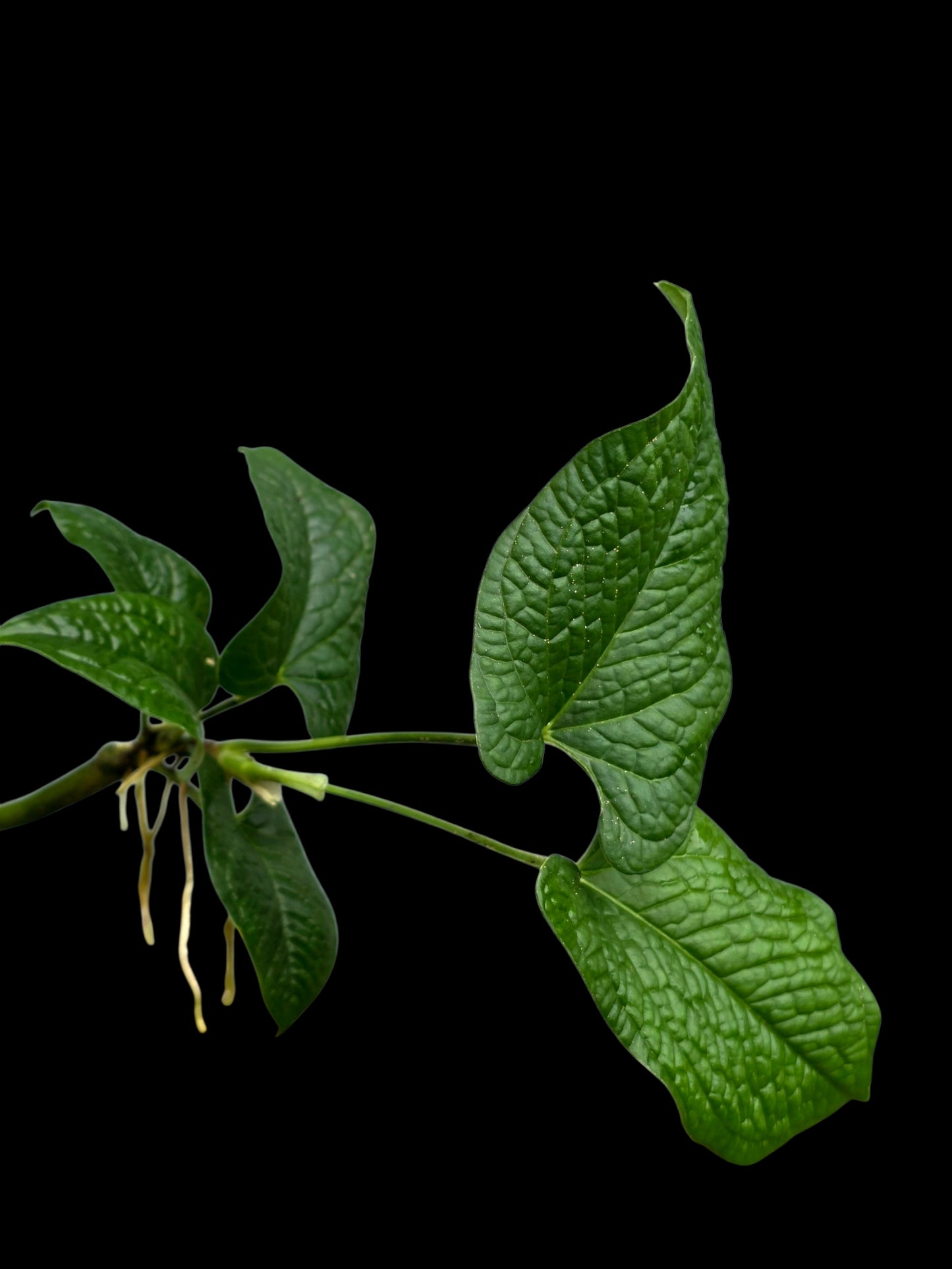Anthurium Puberulum Croat & Lingán Native to Peru (EXACT PLANT)