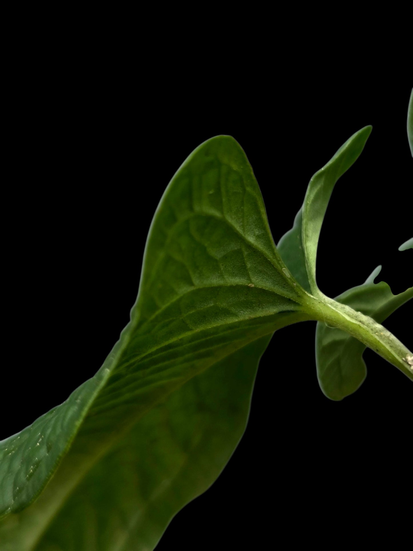 Anthurium Puberulum Croat & Lingán Native to Peru (EXACT PLANT)
