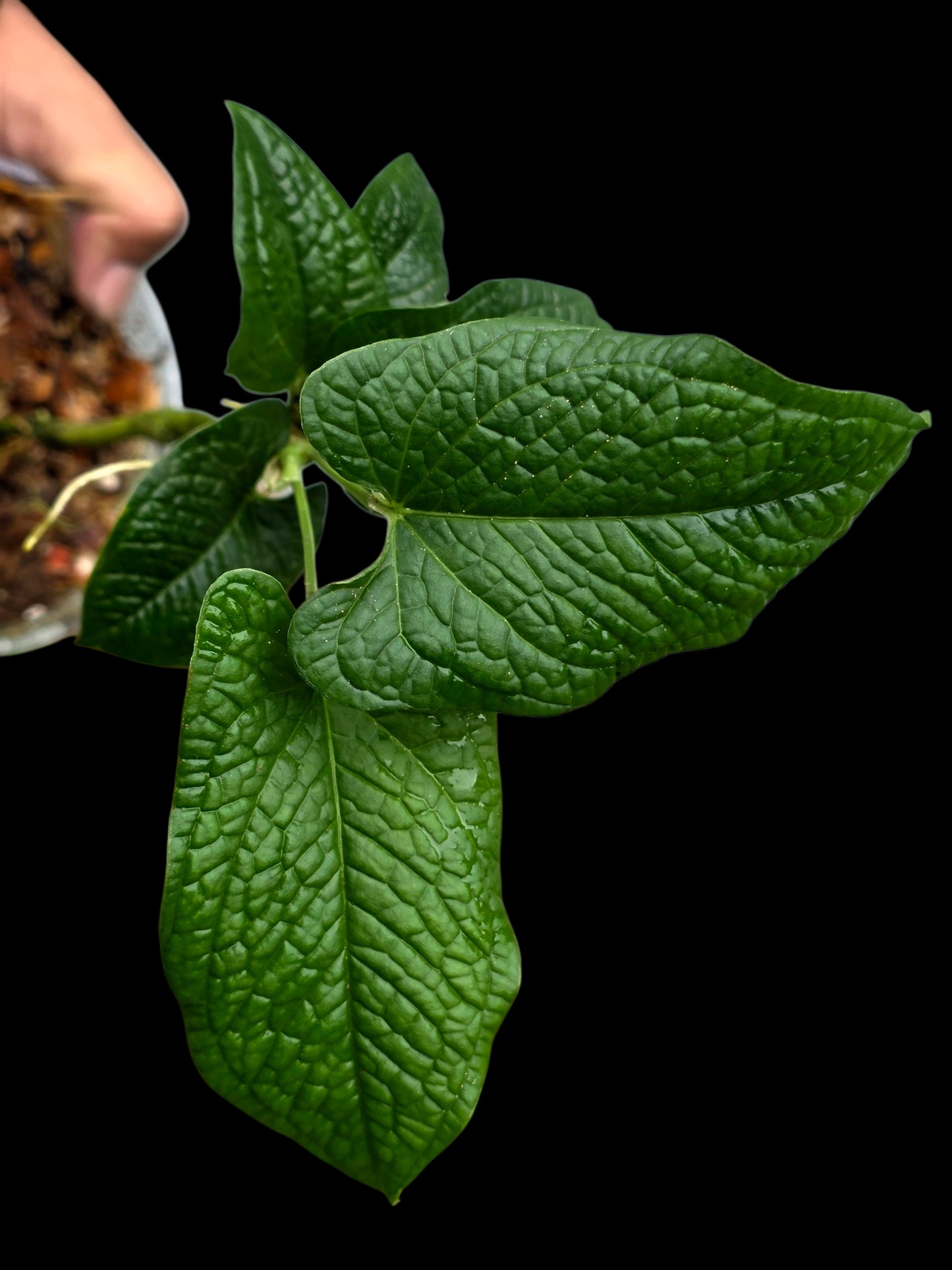 Anthurium Puberulum Croat & Lingán Native to Peru (EXACT PLANT)