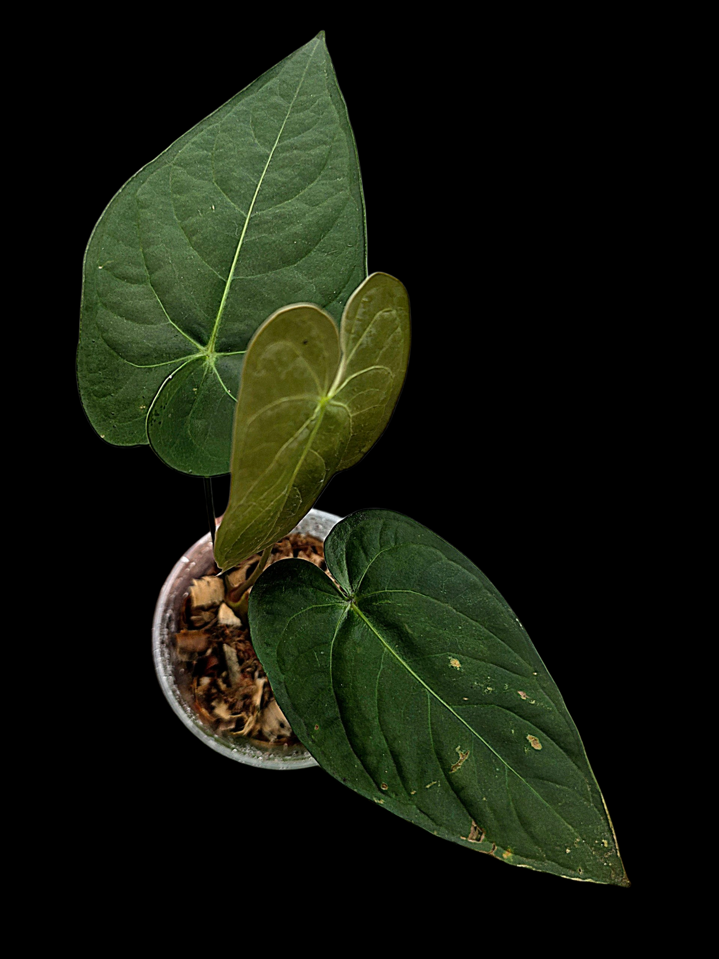 Anthurium sp. 'Tarapoto Dark Velvet' Wild Ecotype (EXACT PLANT)