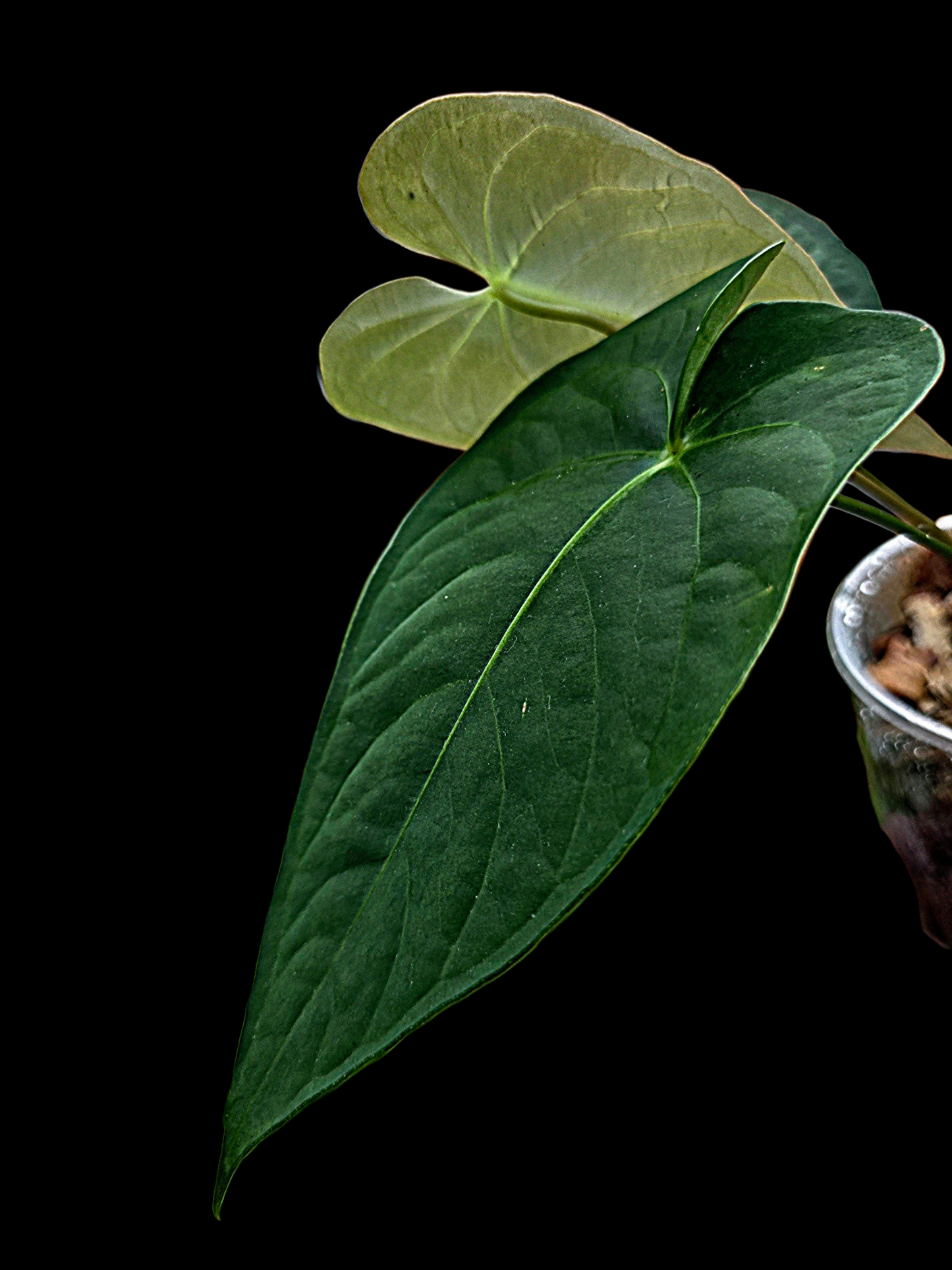 Anthurium sp. 'Tarapoto Dark Velvet' Wild Ecotype (EXACT PLANT)