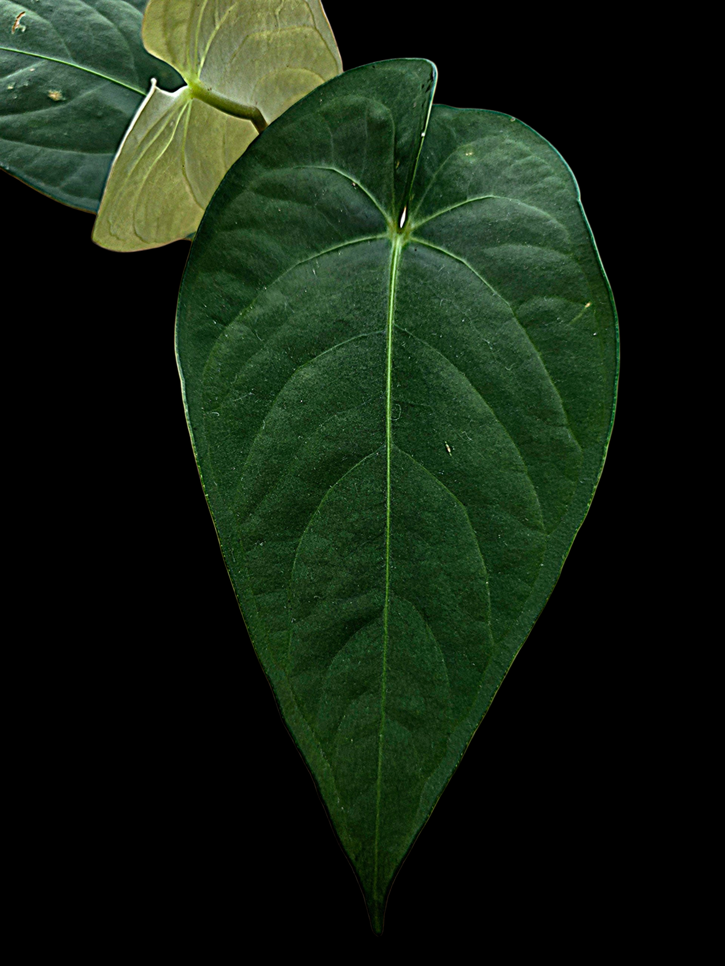 Anthurium sp. 'Tarapoto Dark Velvet' Wild Ecotype (EXACT PLANT)