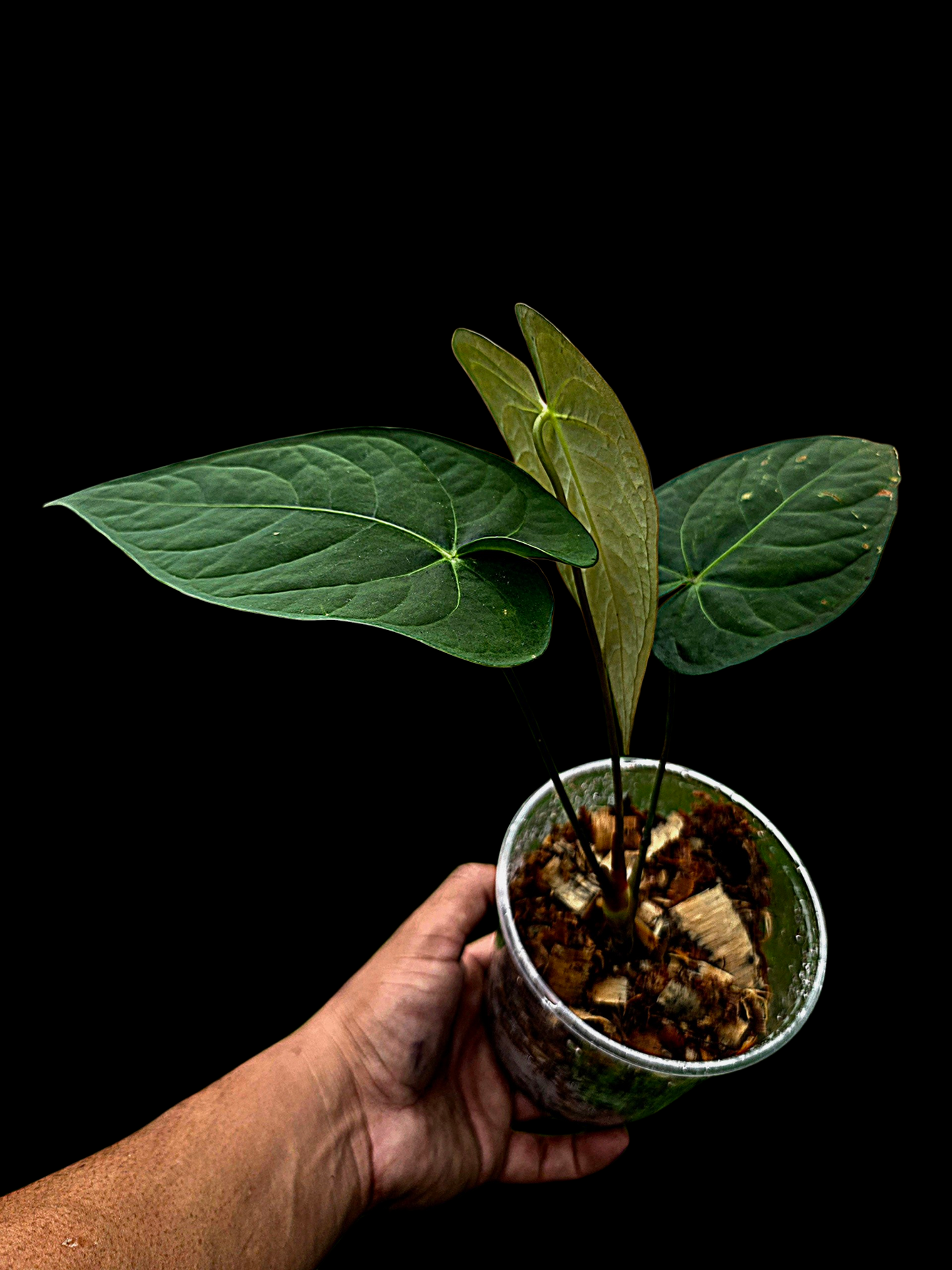 Anthurium sp. 'Tarapoto Dark Velvet' Wild Ecotype (EXACT PLANT)