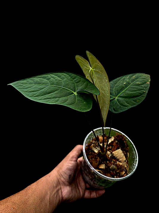 Anthurium sp. 'Tarapoto Dark Velvet' Wild Ecotype (EXACT PLANT)