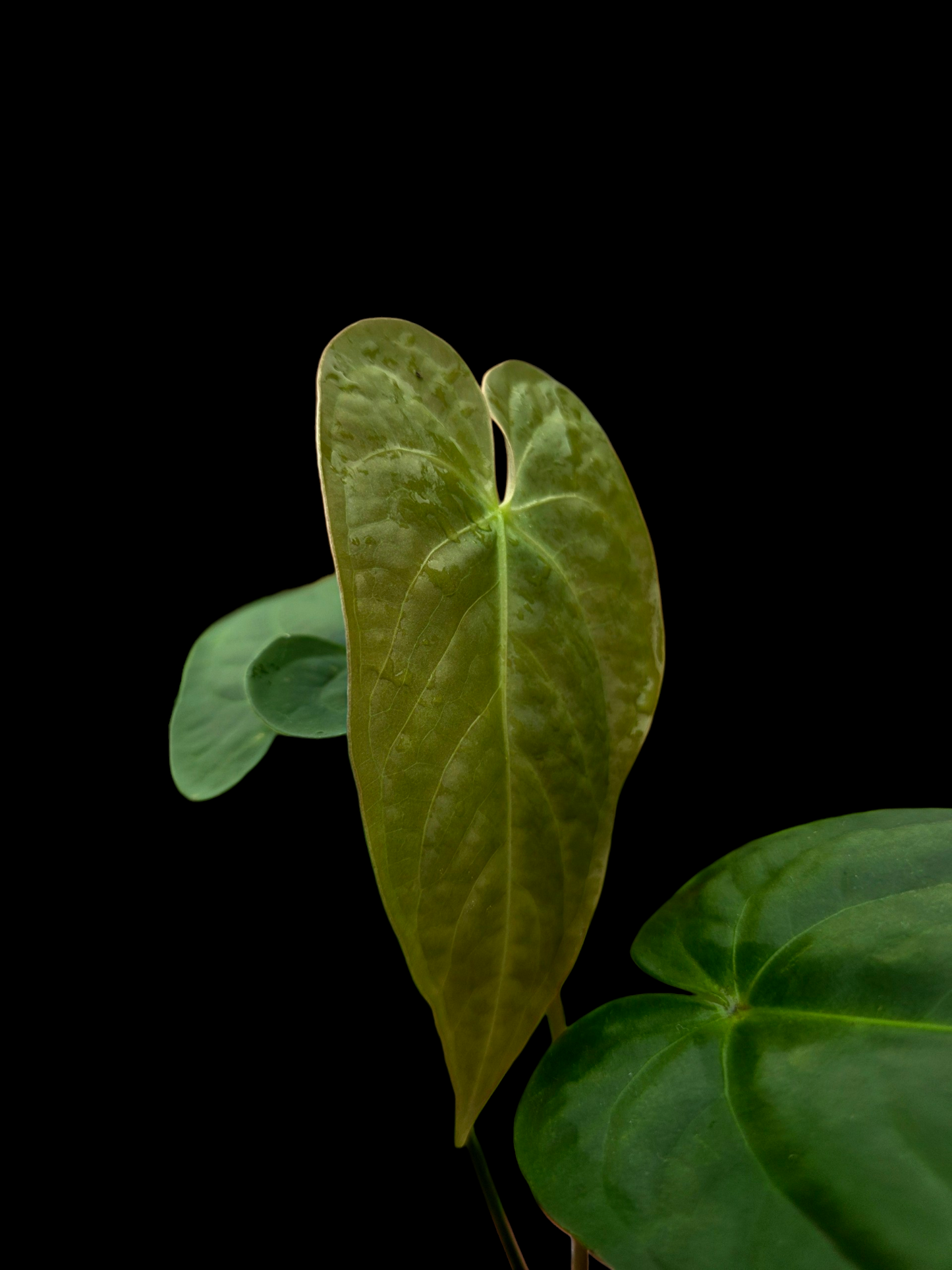 Anthurium sp. 'Tarapoto Dark Velvet' Wild Ecotype (EXACT PLANT)