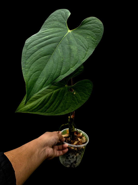 Anthurium sp. 'Peru Dark' Wild Ecotype (EXACT PLANT)
