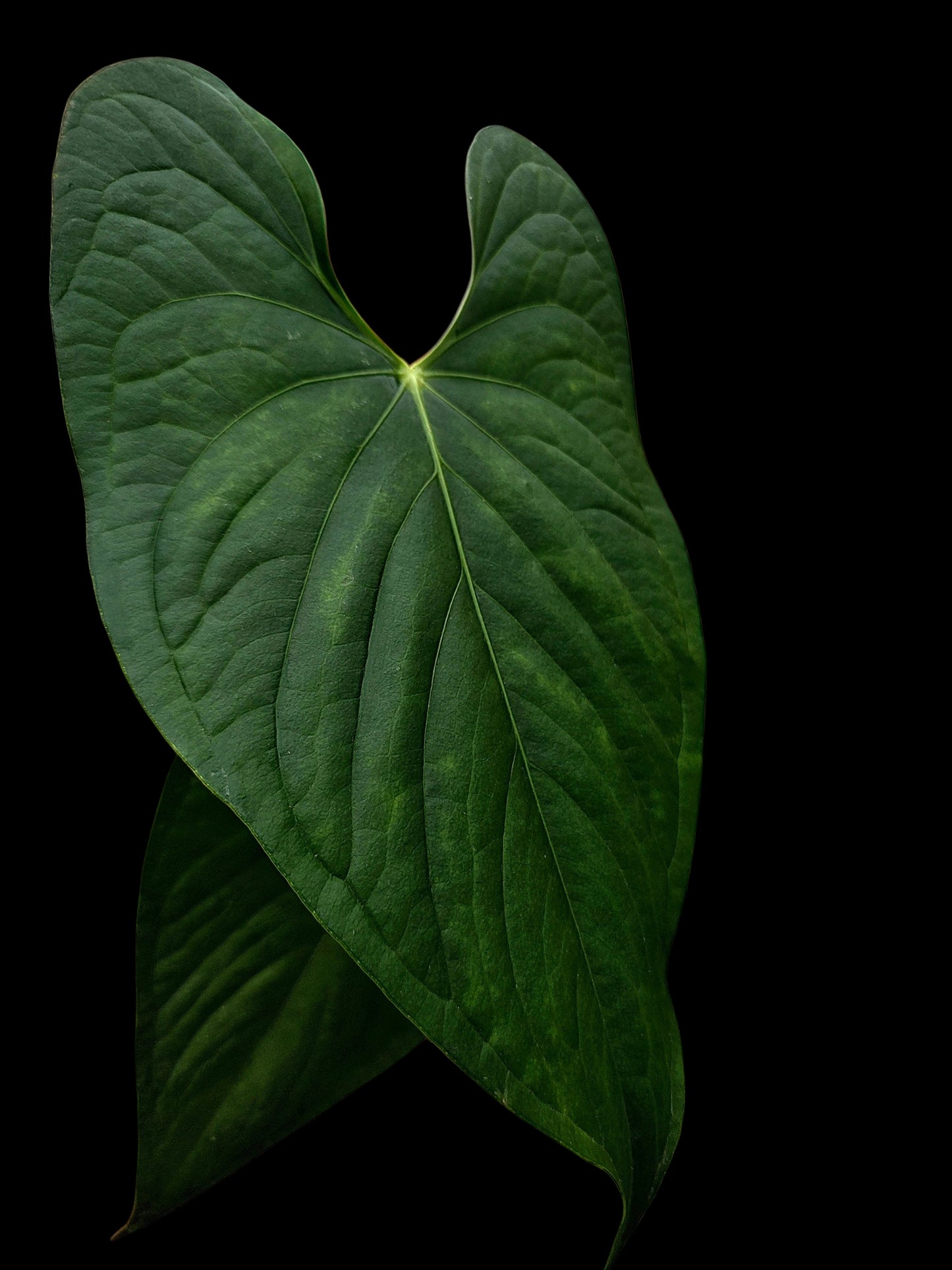 Anthurium sp. 'Peru Dark' Wild Ecotype (EXACT PLANT)
