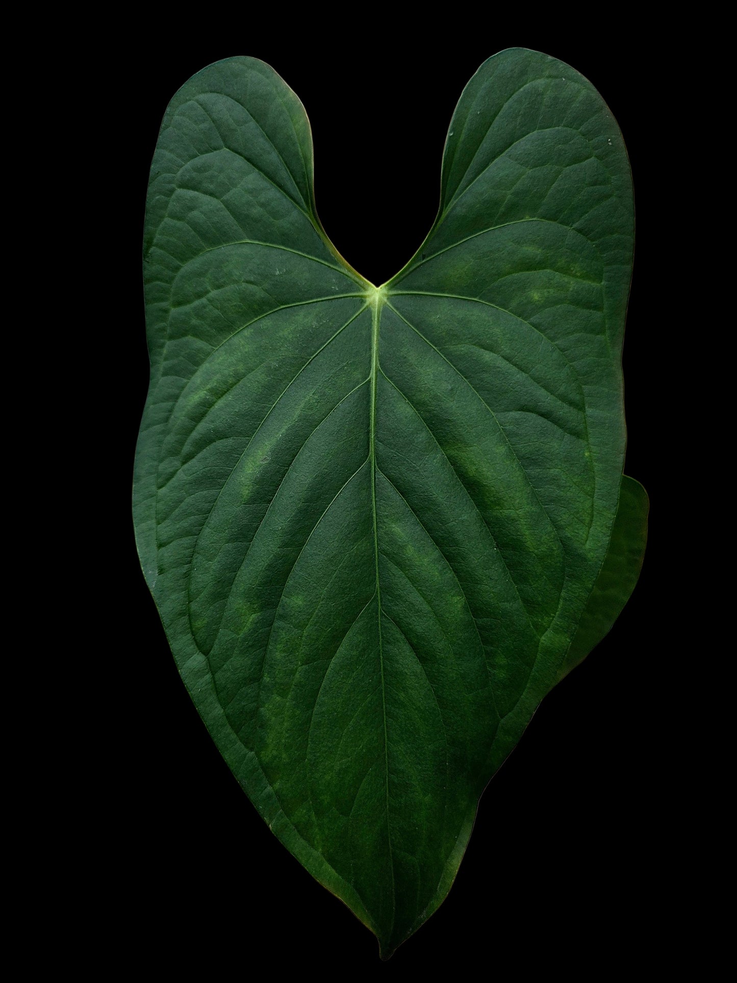 Anthurium sp. 'Peru Dark' Wild Ecotype (EXACT PLANT)