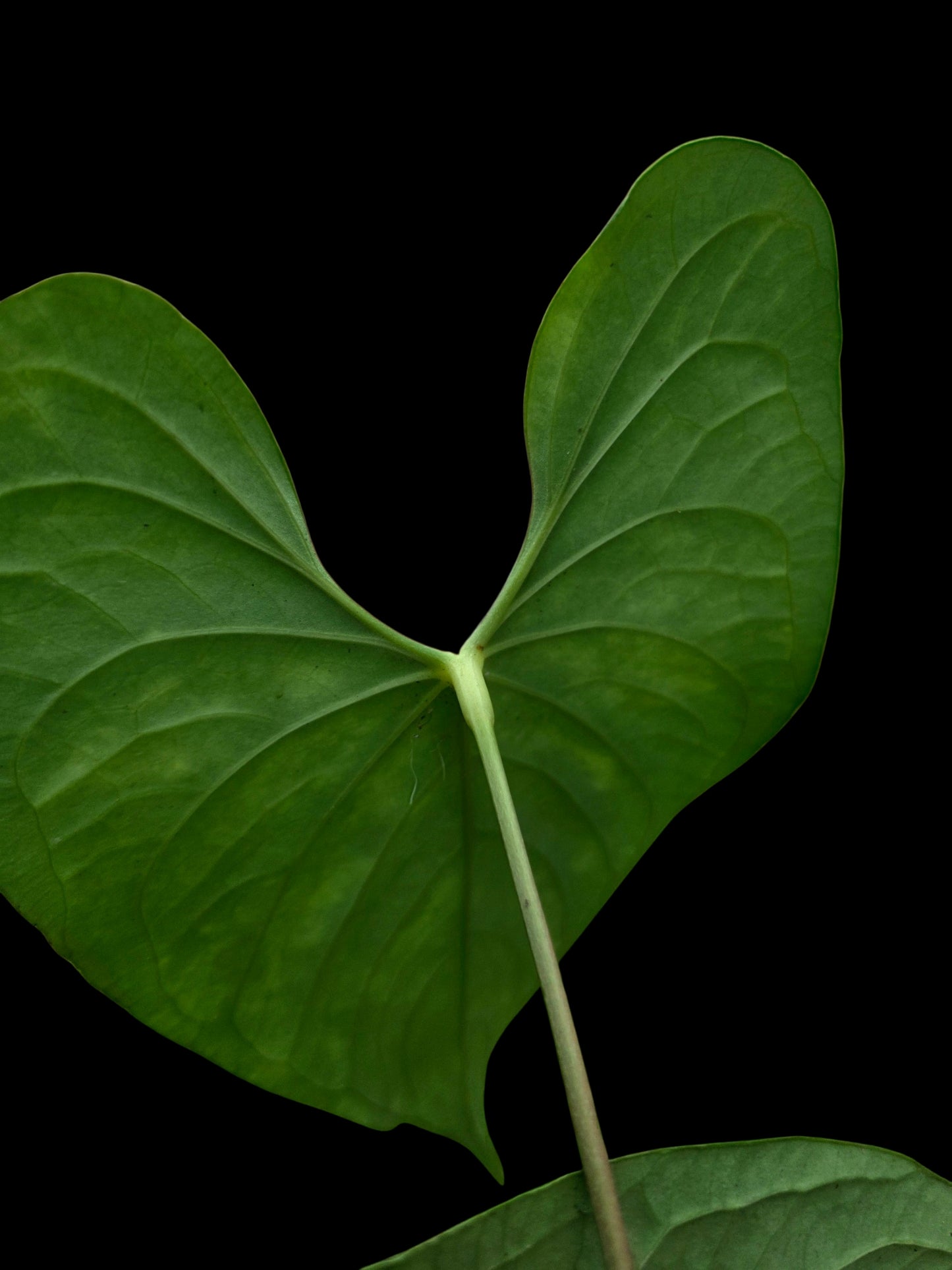 Anthurium sp. 'Peru Dark' Wild Ecotype (EXACT PLANT)