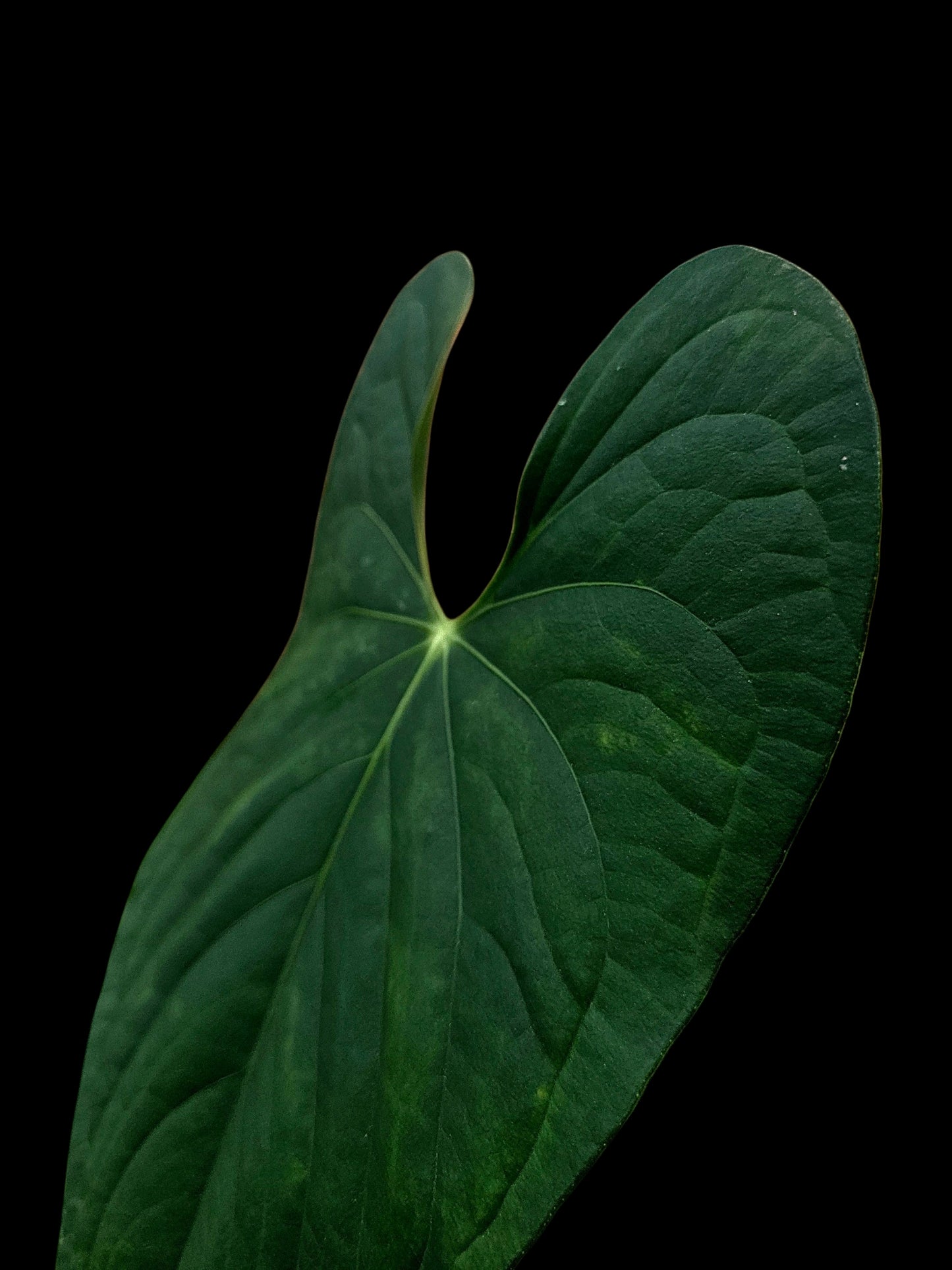 Anthurium sp. 'Peru Dark' Wild Ecotype (EXACT PLANT)