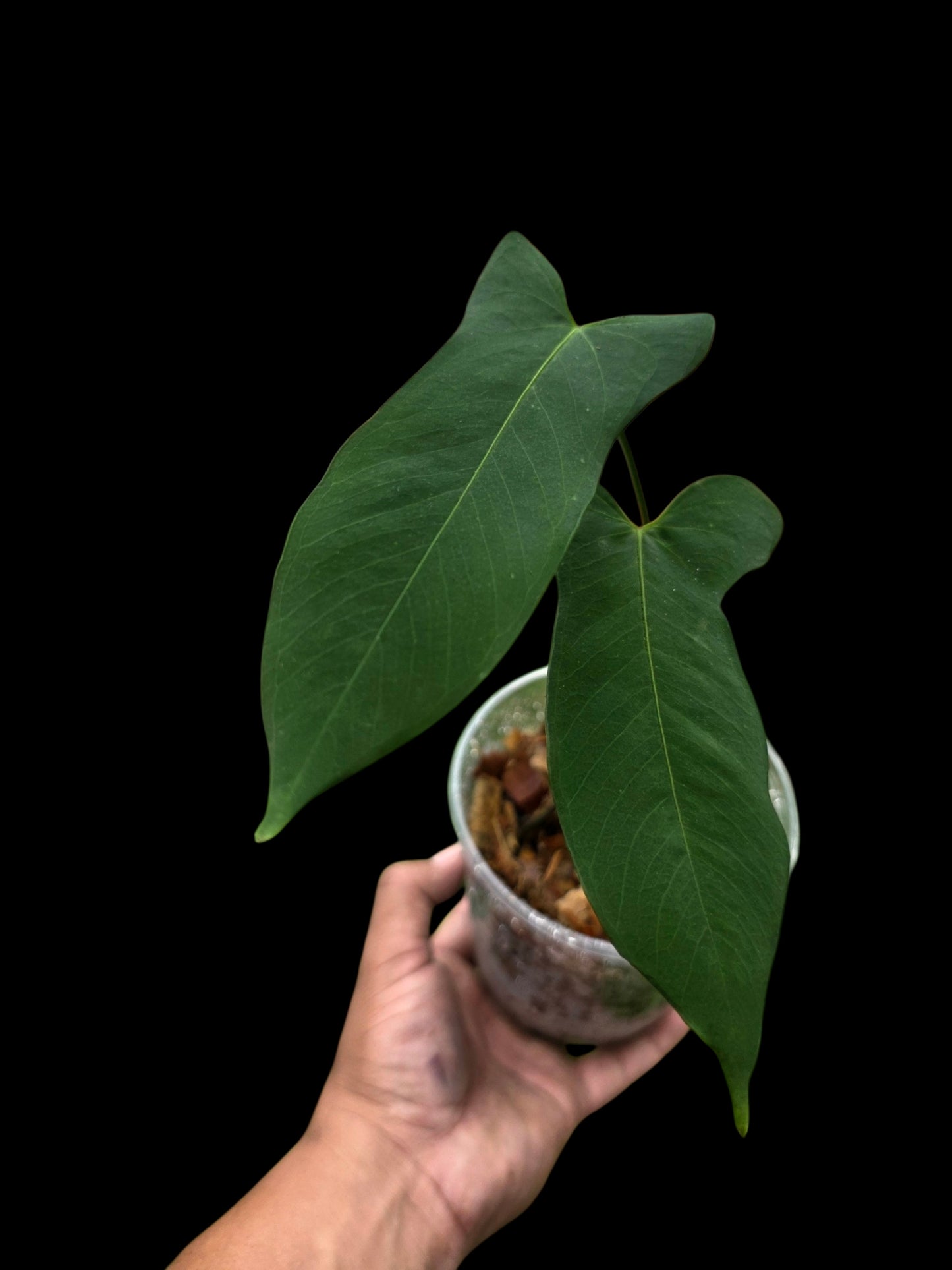 Anthurium sp. ‘Tingomarianense Velvet Lobed’ (EXACT PLANT)