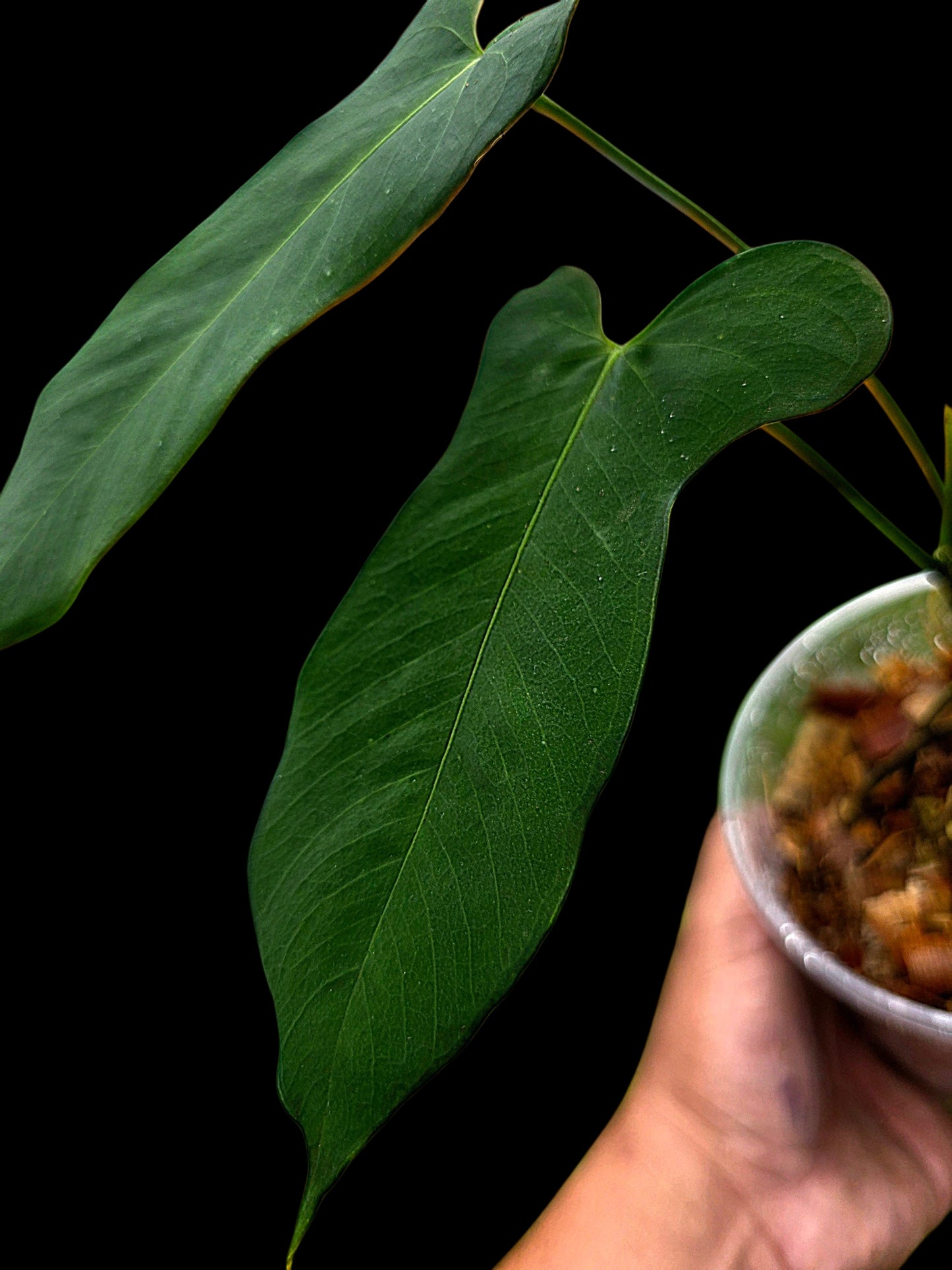 Anthurium sp. ‘Tingomarianense Velvet Lobed’ (EXACT PLANT)