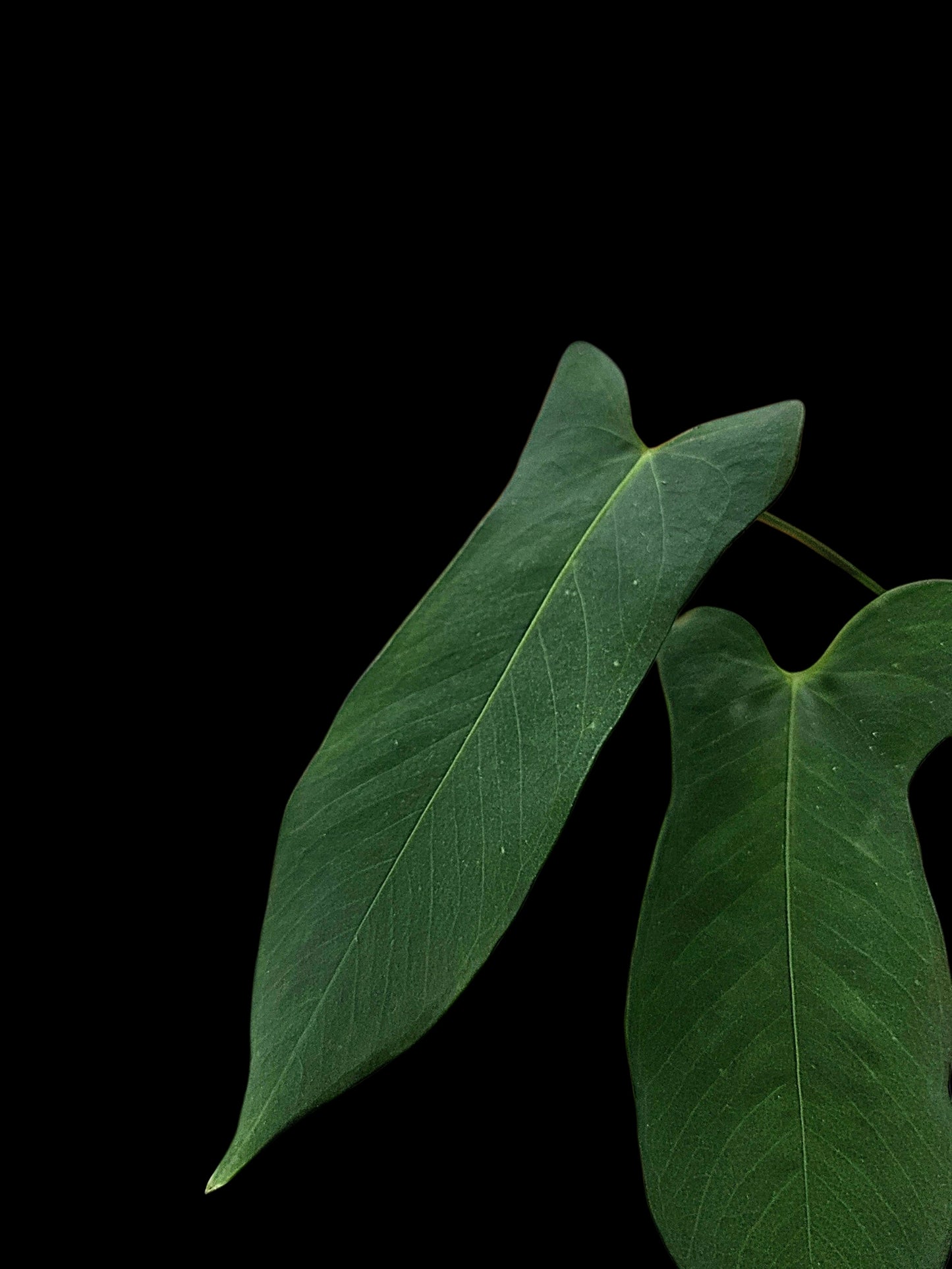 Anthurium sp. ‘Tingomarianense Velvet Lobed’ (EXACT PLANT)