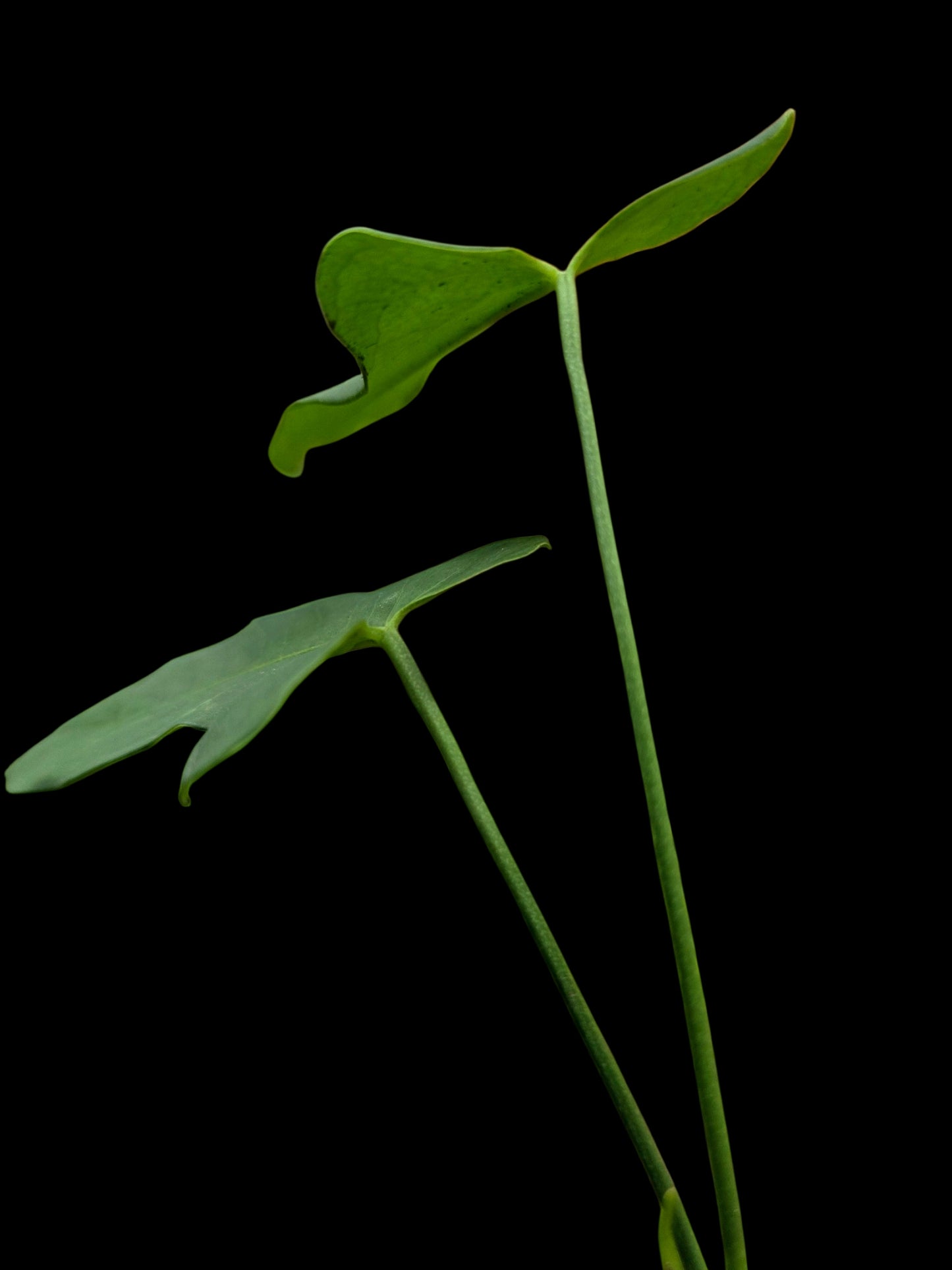 Anthurium sp. ‘Tingomarianense Velvet Lobed’ (EXACT PLANT)