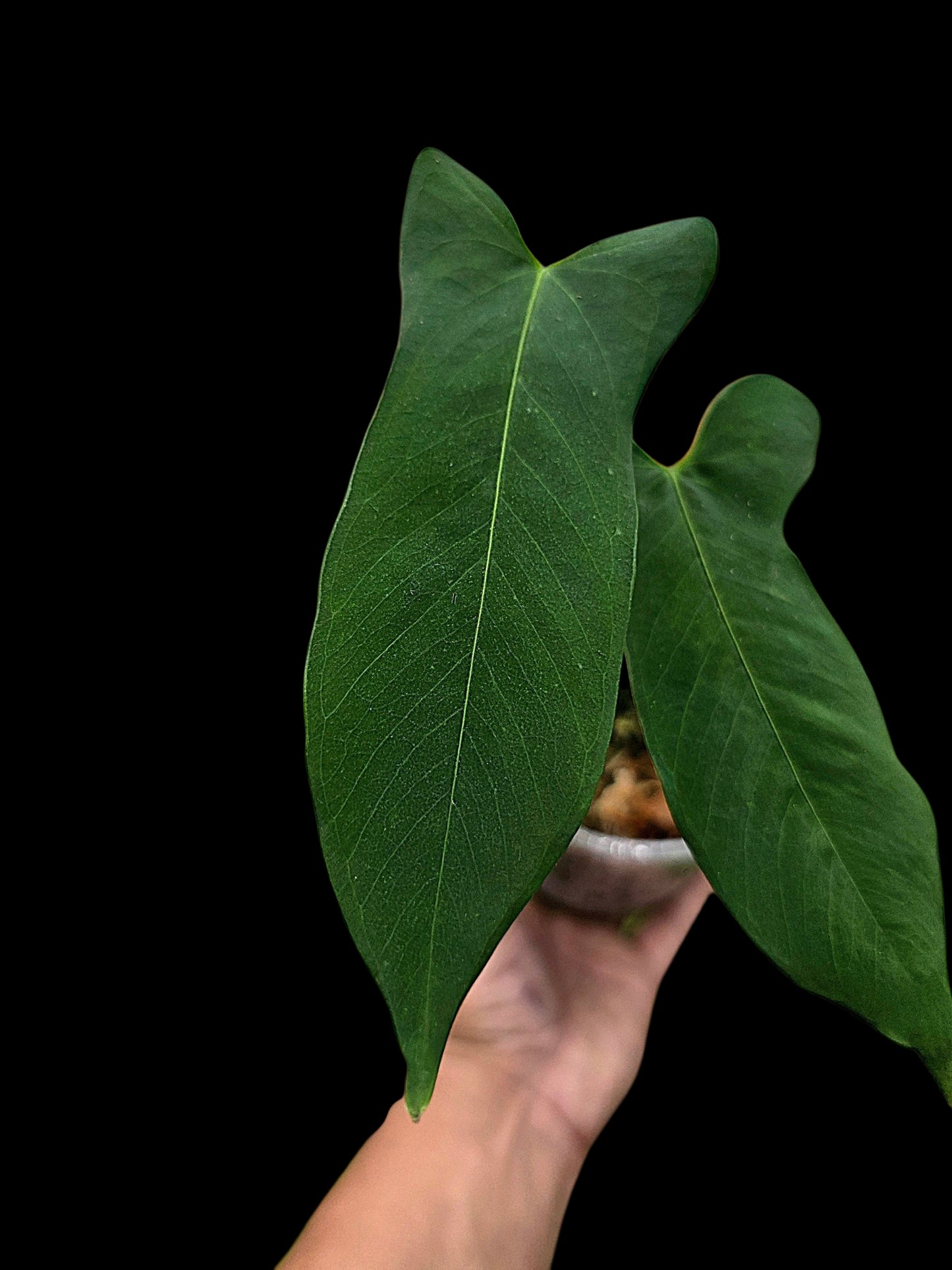 Anthurium sp. ‘Tingomarianense Velvet Lobed’ (EXACT PLANT)