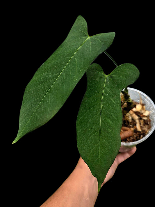 Anthurium sp. ‘Tingomarianense Velvet Lobed’ (EXACT PLANT)