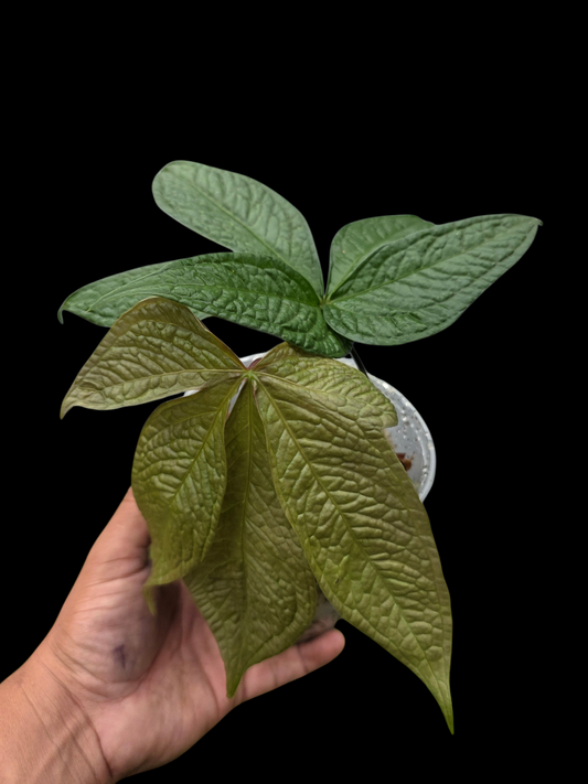Anthurium sp. "Crocodile Hands" Wild Ecotype (EXACT PLANT)
