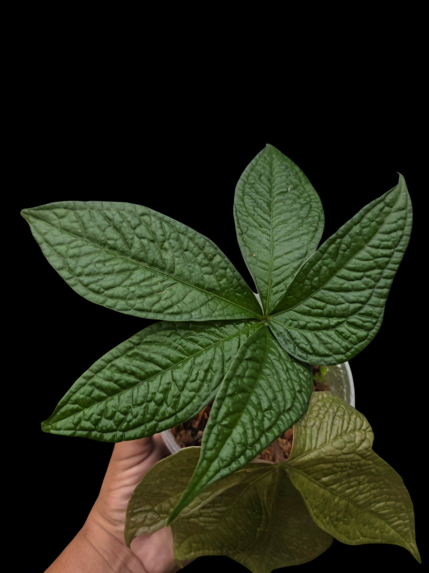 Anthurium sp. "Crocodile Hands" Wild Ecotype (EXACT PLANT)