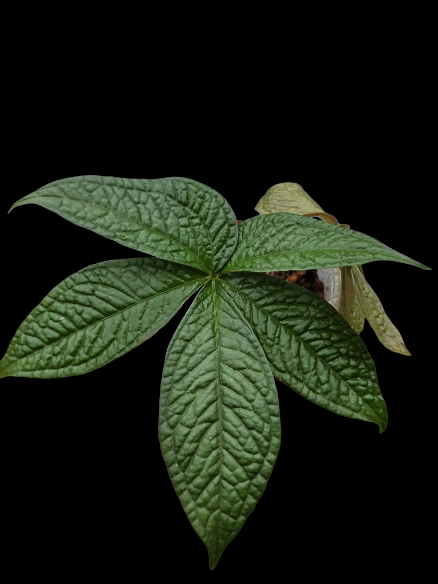 Anthurium sp. "Crocodile Hands" Wild Ecotype (EXACT PLANT)