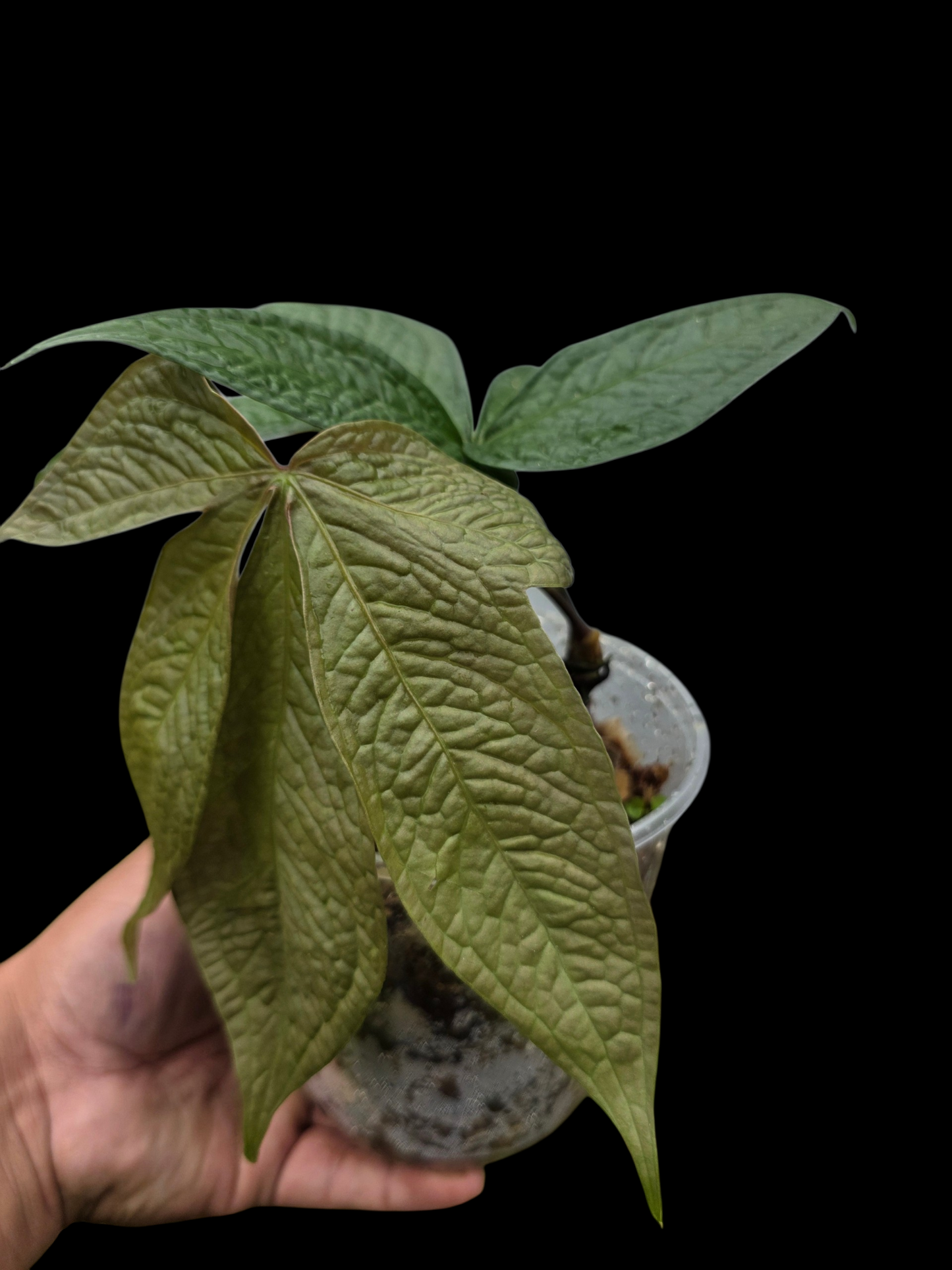 Anthurium sp. "Crocodile Hands" Wild Ecotype (EXACT PLANT)