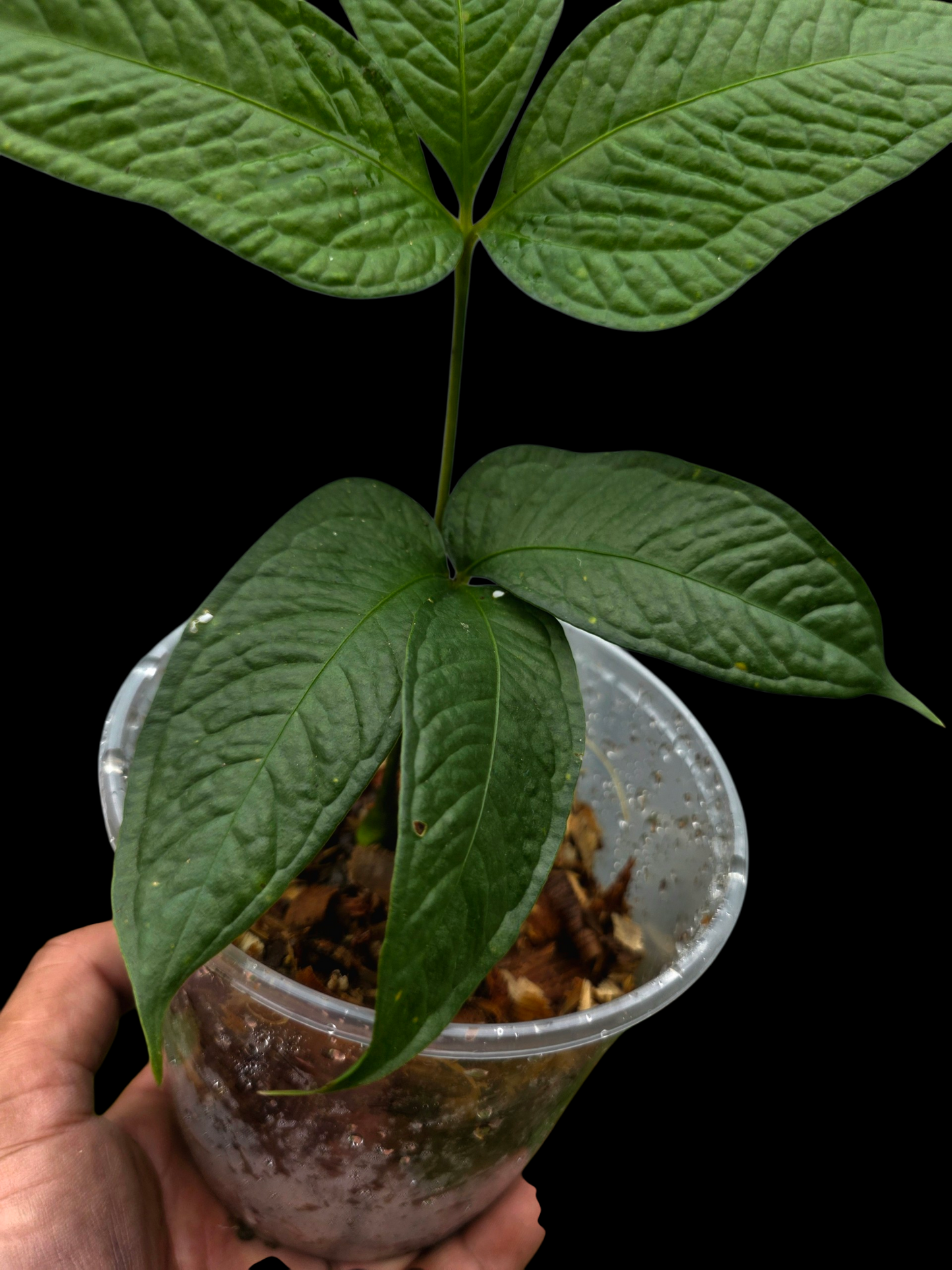 Anthurium sp. "Crocodile Hands" (EXACT PLANT)