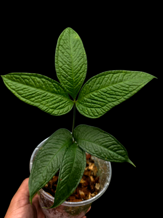 Anthurium sp. "Crocodile Hands" (EXACT PLANT)