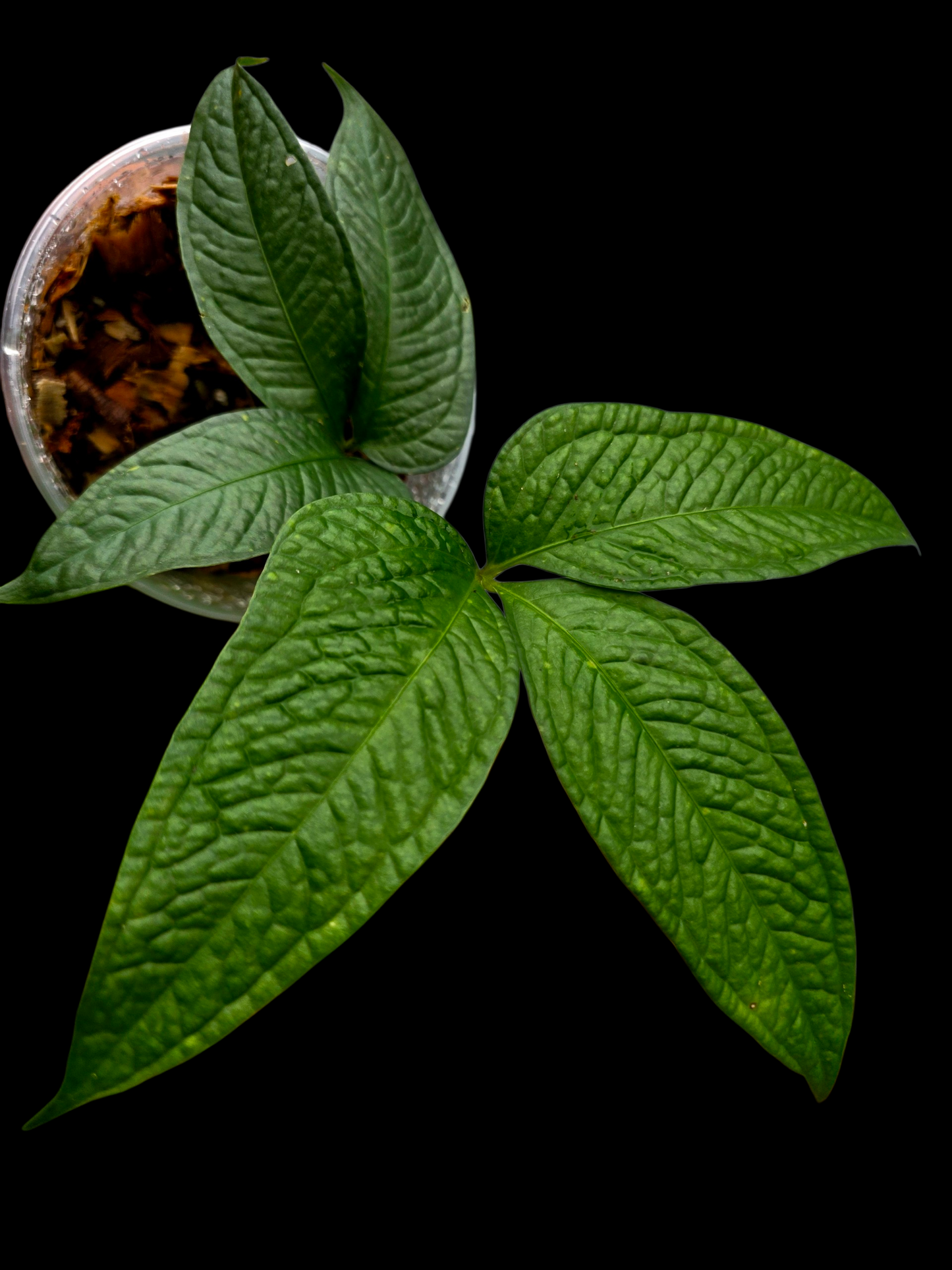 Anthurium sp. "Crocodile Hands" (EXACT PLANT)