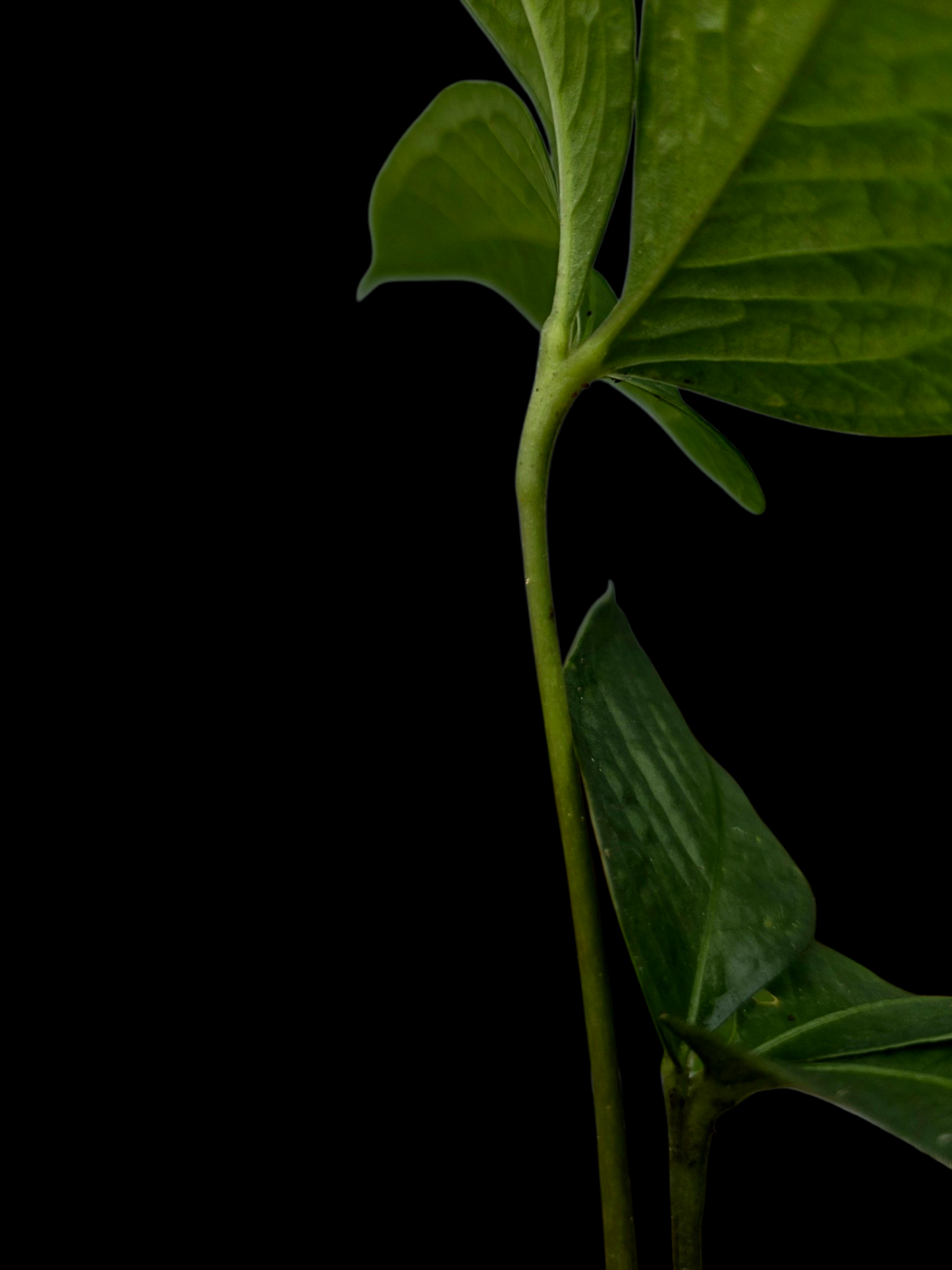 Anthurium sp. "Crocodile Hands" (EXACT PLANT)