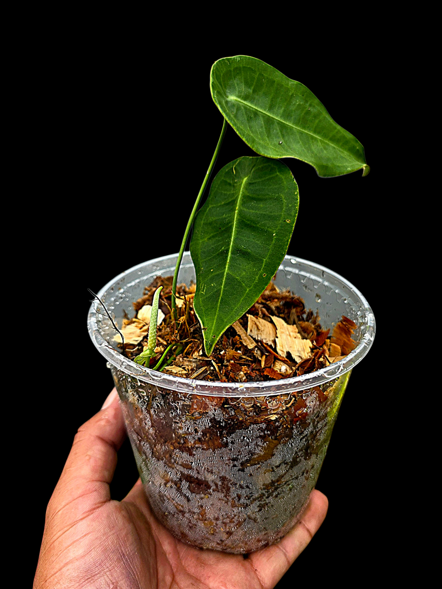 Anthurium sp. 'Peltado Peru' Wild Ecotype (EXACT PLANT)