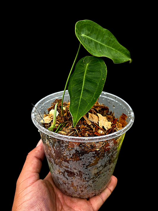Anthurium sp. 'Peltado Peru' Wild Ecotype (EXACT PLANT)