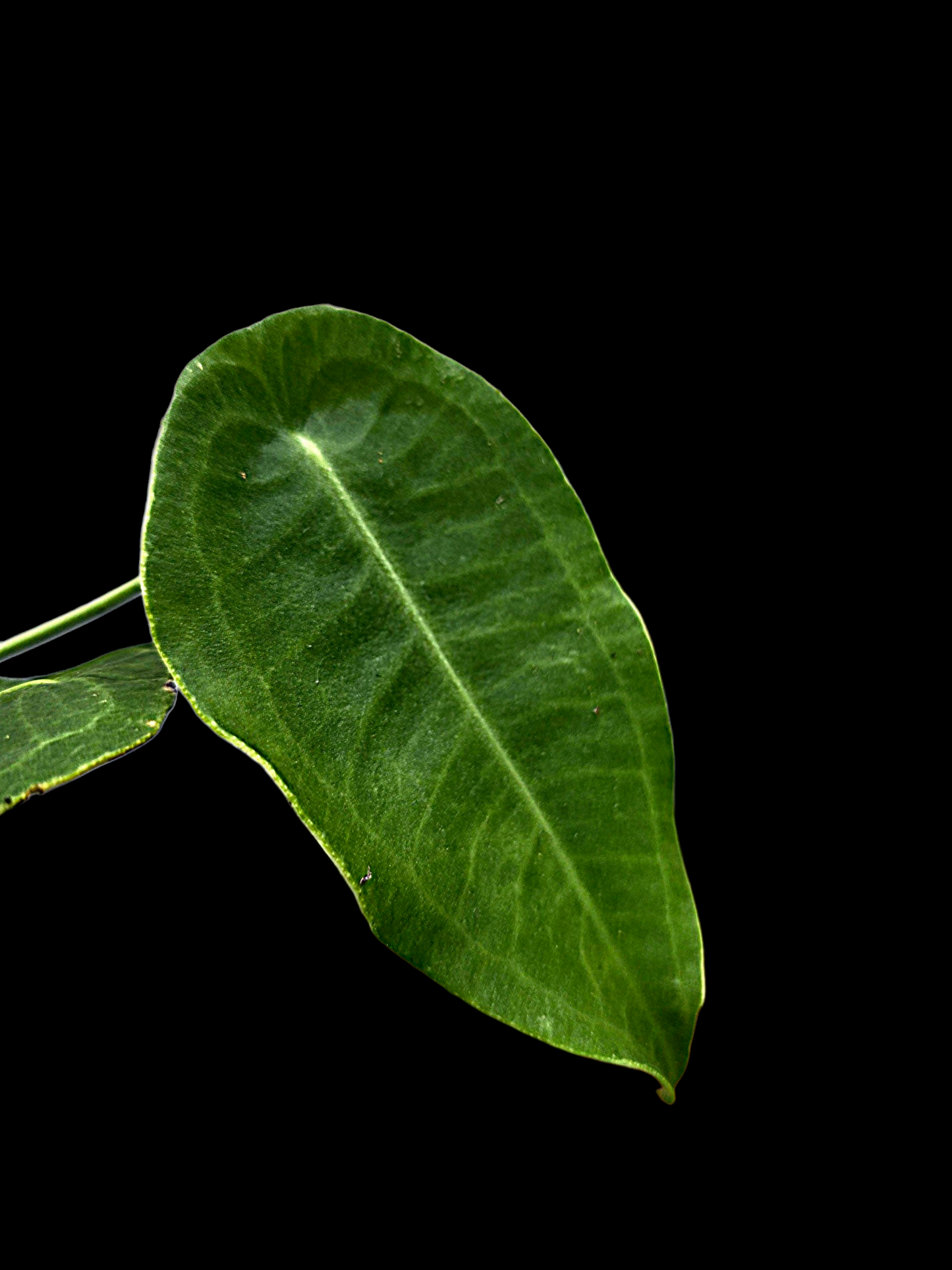 Anthurium sp. 'Peltado Peru' Wild Ecotype (EXACT PLANT)