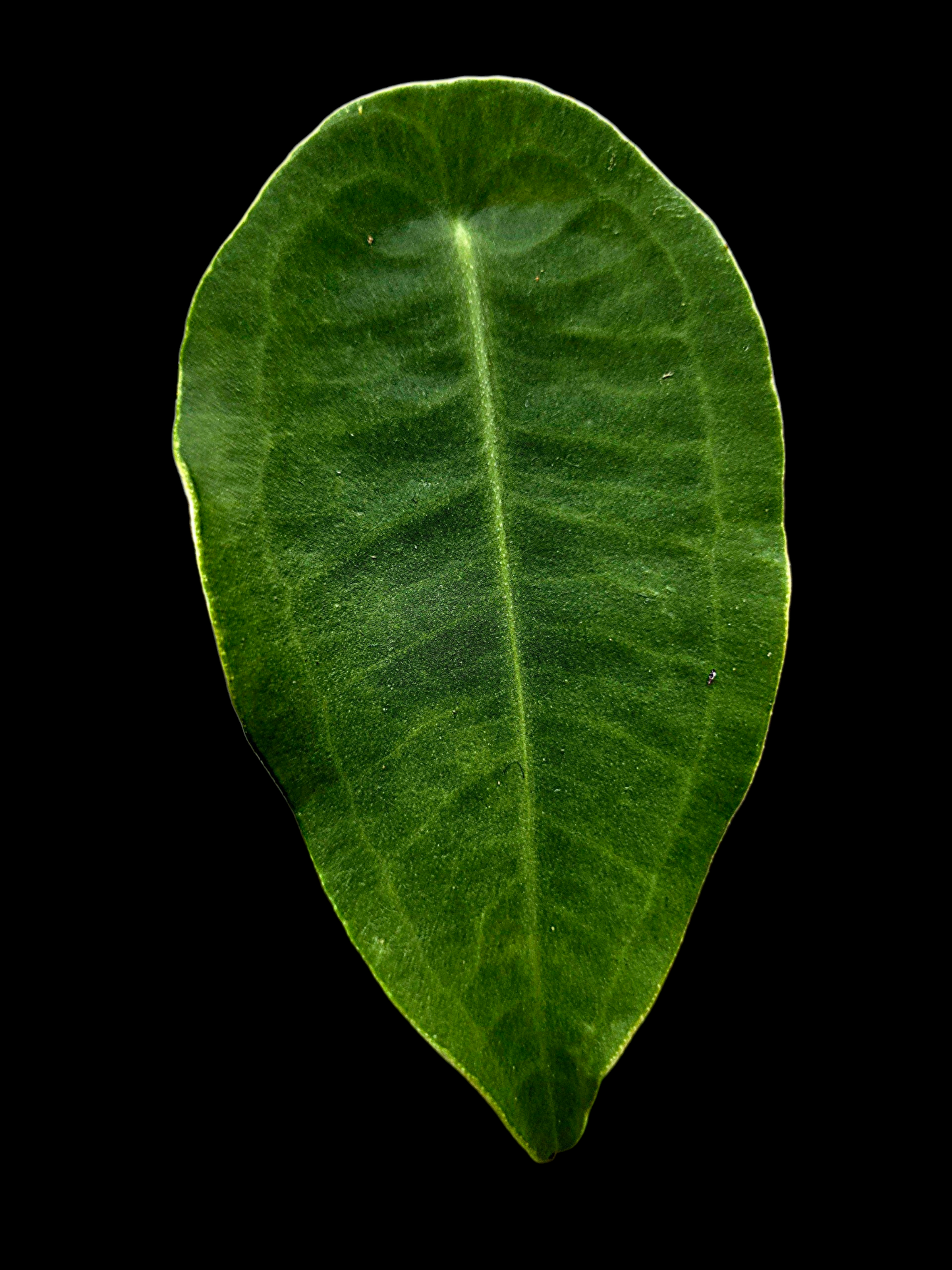Anthurium sp. 'Peltado Peru' Wild Ecotype (EXACT PLANT)