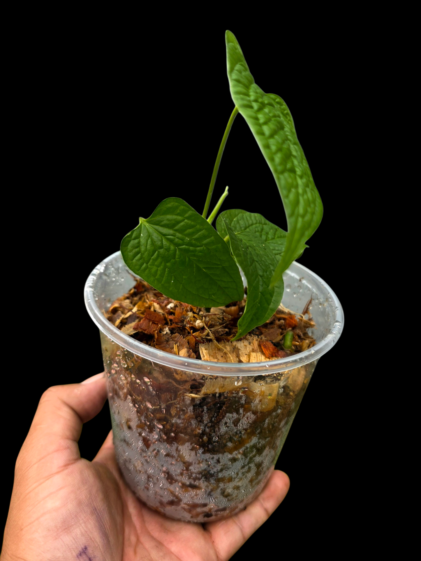 Anthurium Puberulum Croat & Lingán Native to Peru (EXACT PLANT)