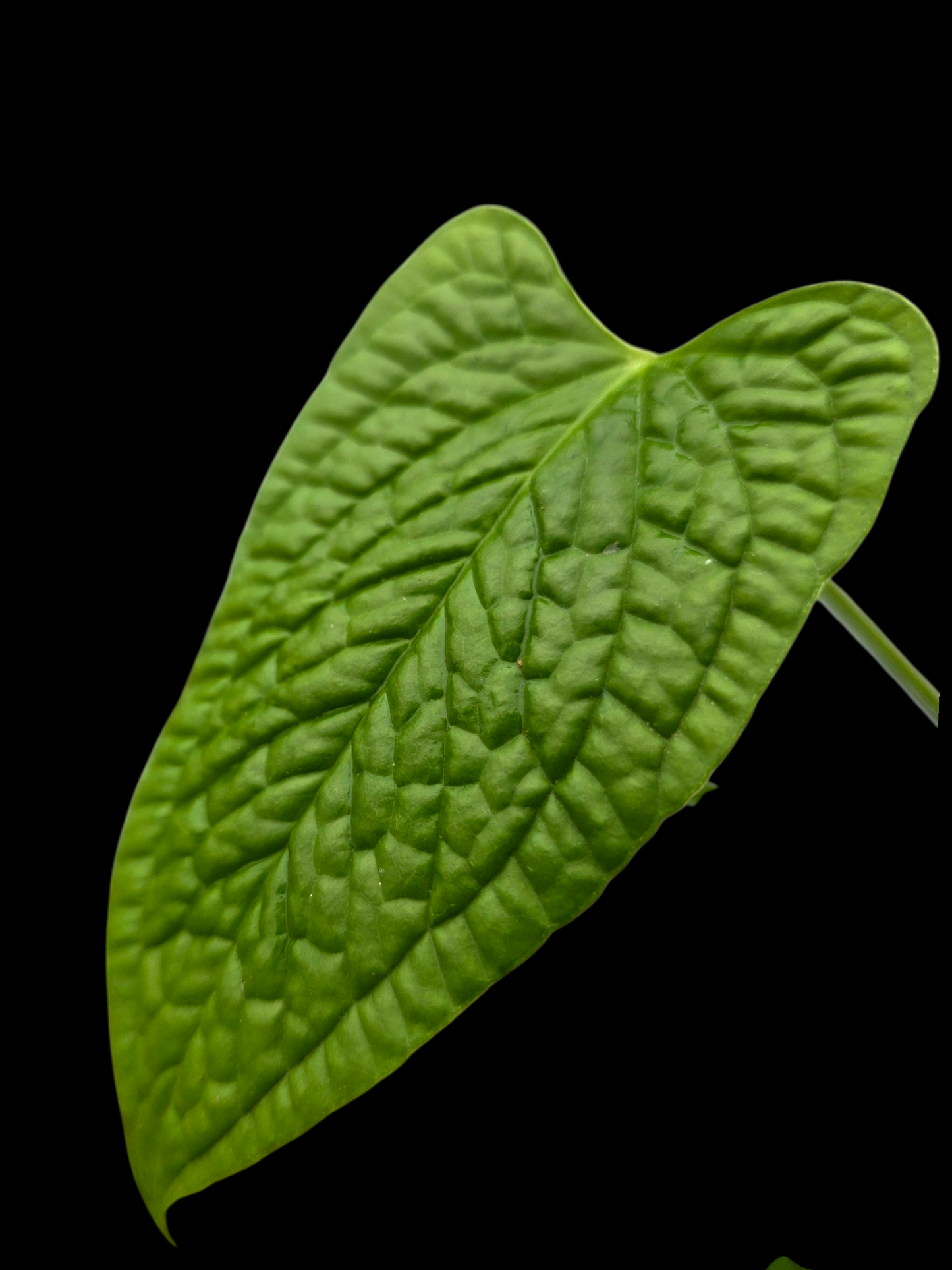 Anthurium Puberulum Croat & Lingán Native to Peru (EXACT PLANT)