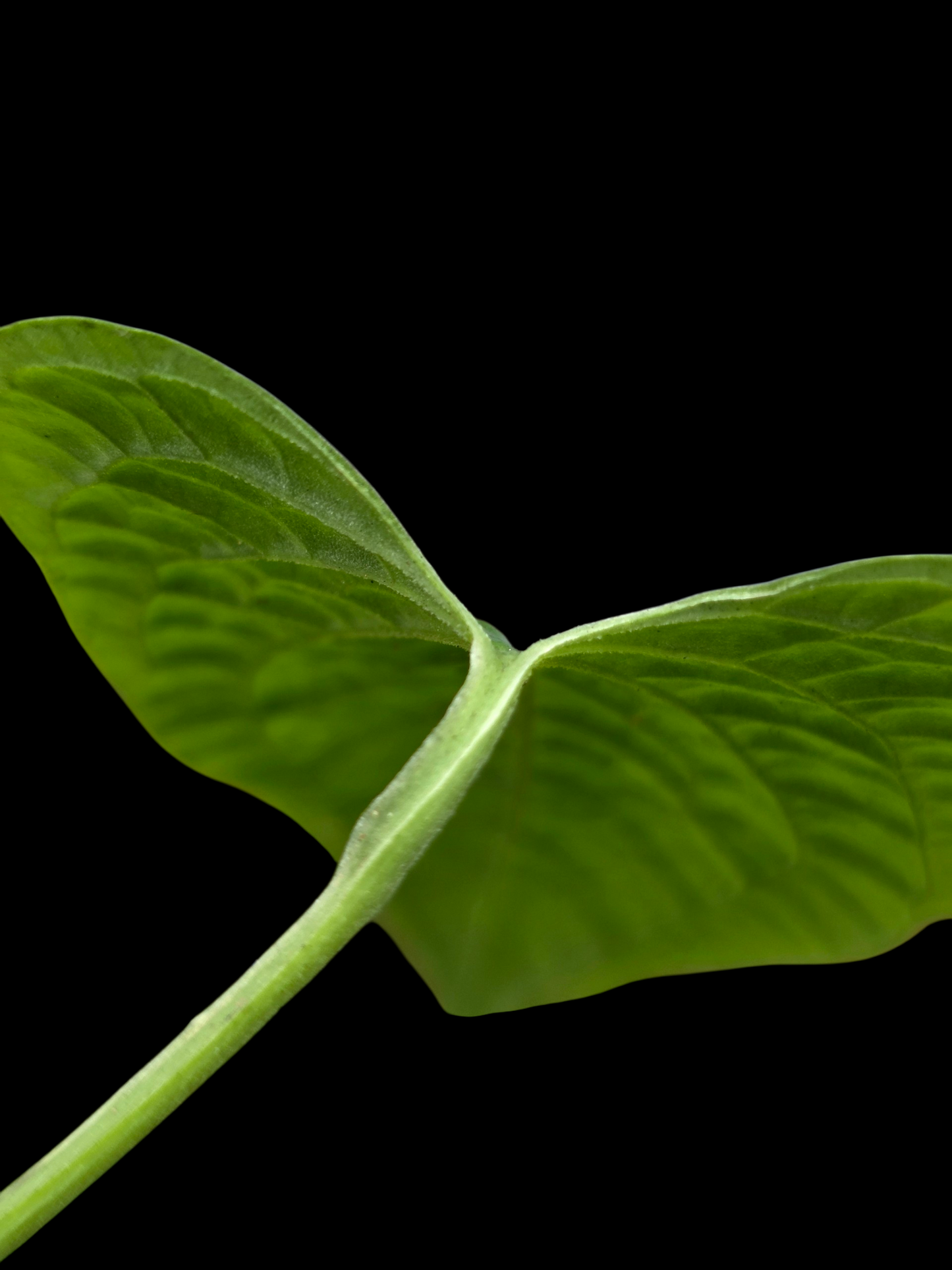 Anthurium Puberulum Croat & Lingán Native to Peru (EXACT PLANT)