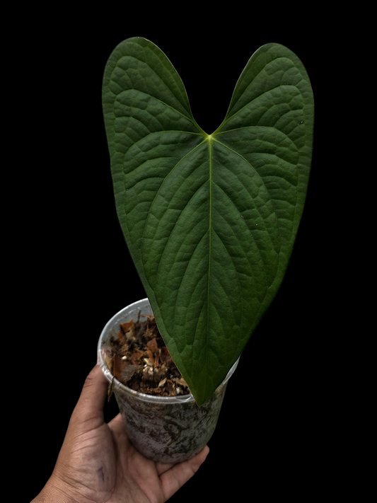 Anthurium sp. 'Tarapoto Dark Velvet'  Bullate (EXACT PLANT)