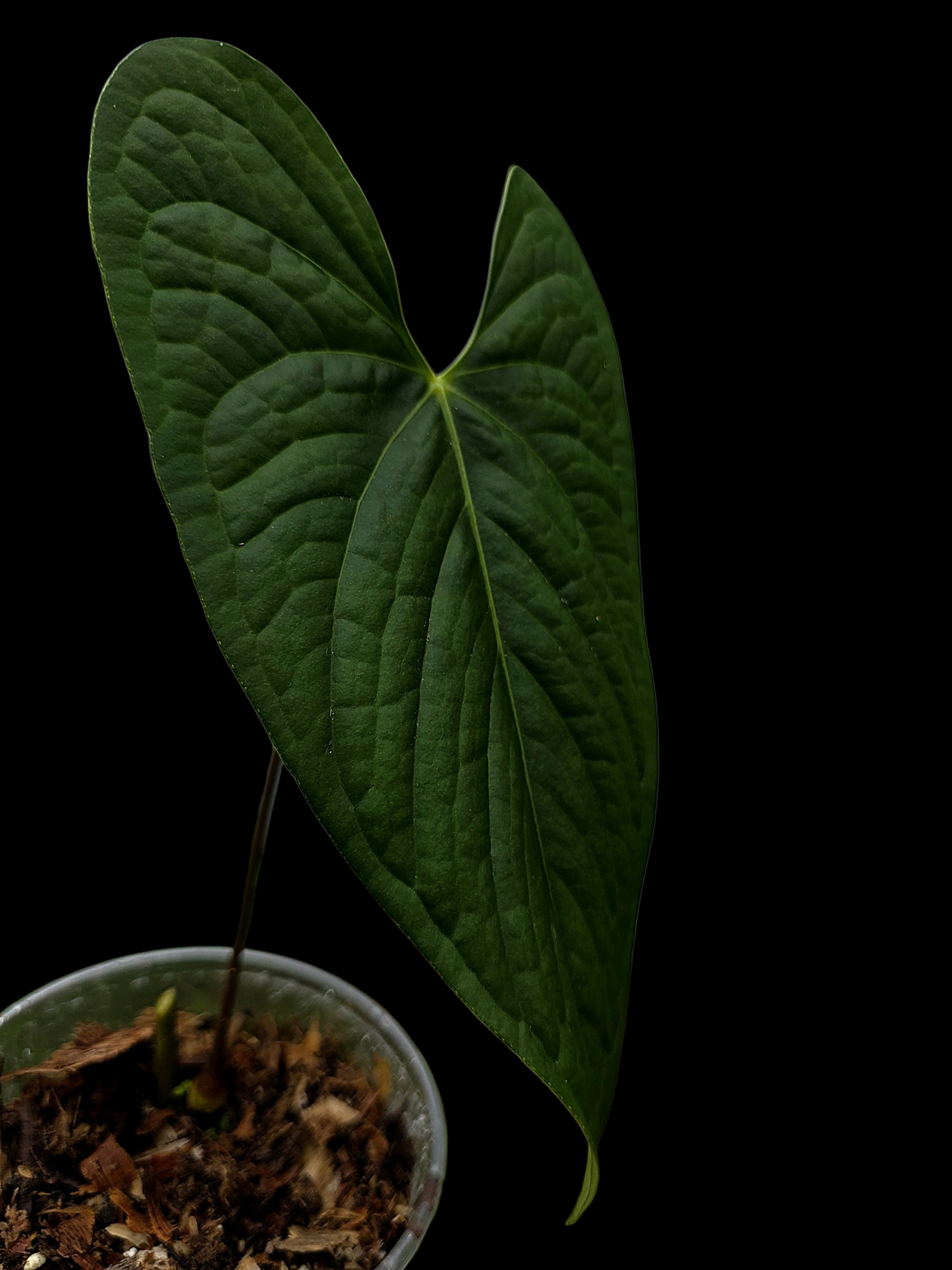 Anthurium sp. 'Tarapoto Dark Velvet'  Bullate (EXACT PLANT)