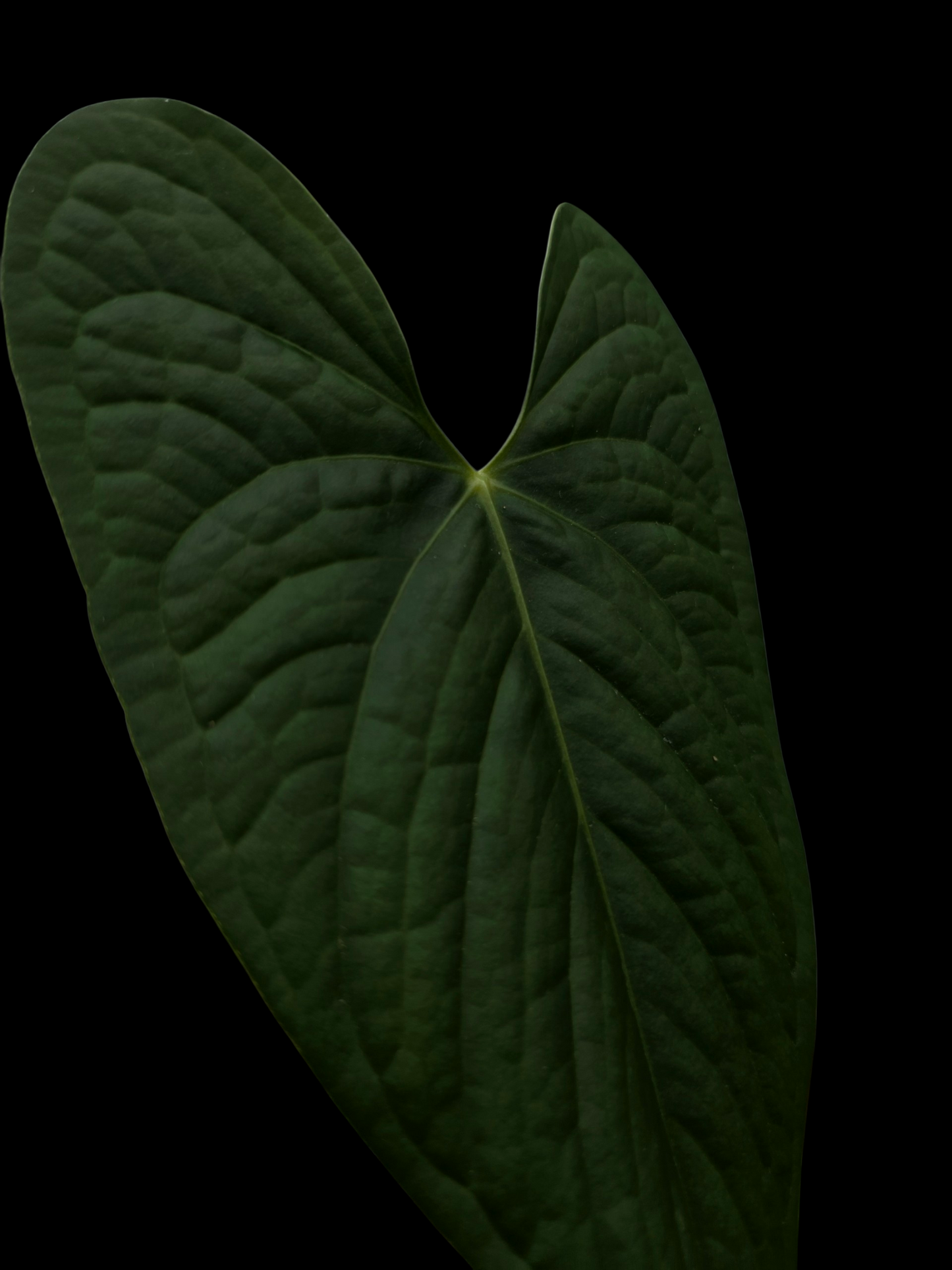 Anthurium sp. 'Tarapoto Dark Velvet'  Bullate (EXACT PLANT)