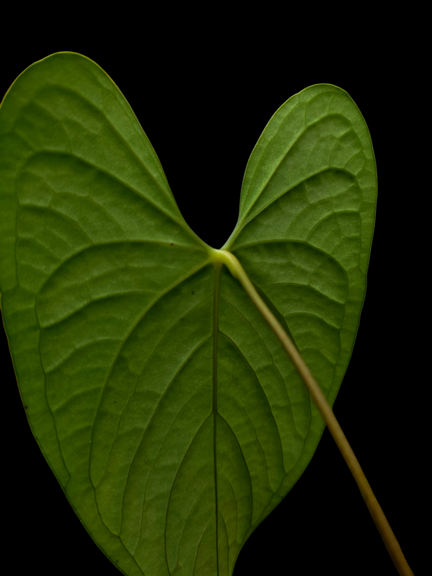 Anthurium sp. 'Tarapoto Dark Velvet'  Bullate (EXACT PLANT)