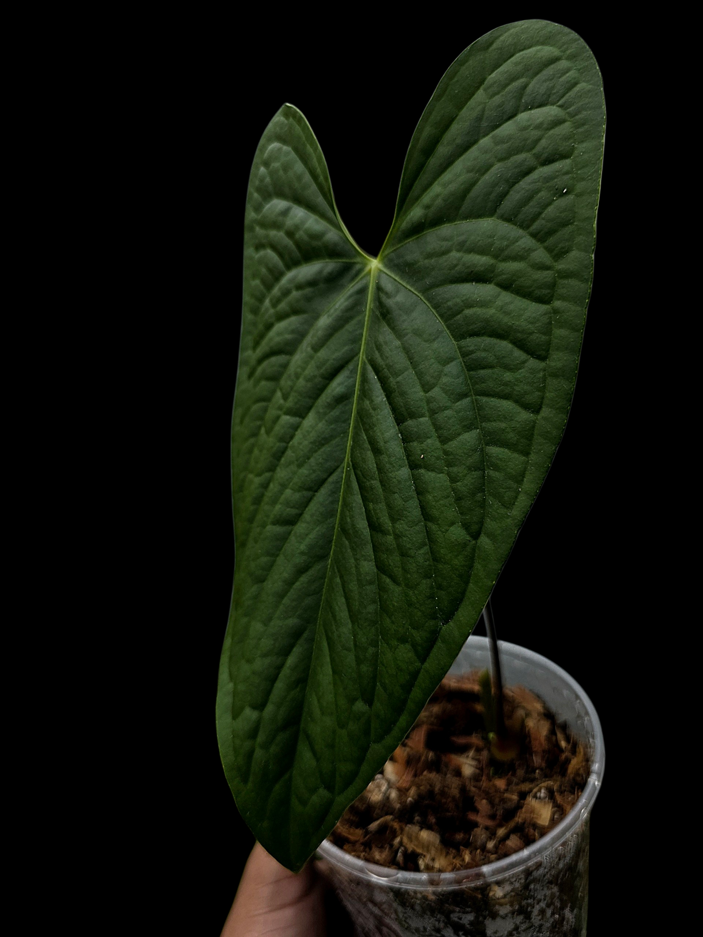 Anthurium sp. 'Tarapoto Dark Velvet'  Bullate (EXACT PLANT)