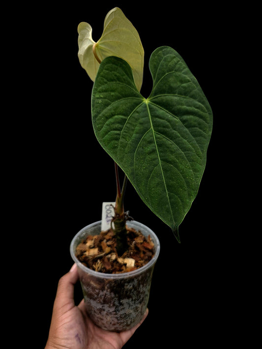 Anthurium sp. 'Tarapoto Velvet' Wild Ecotype (EXACT PLANT)