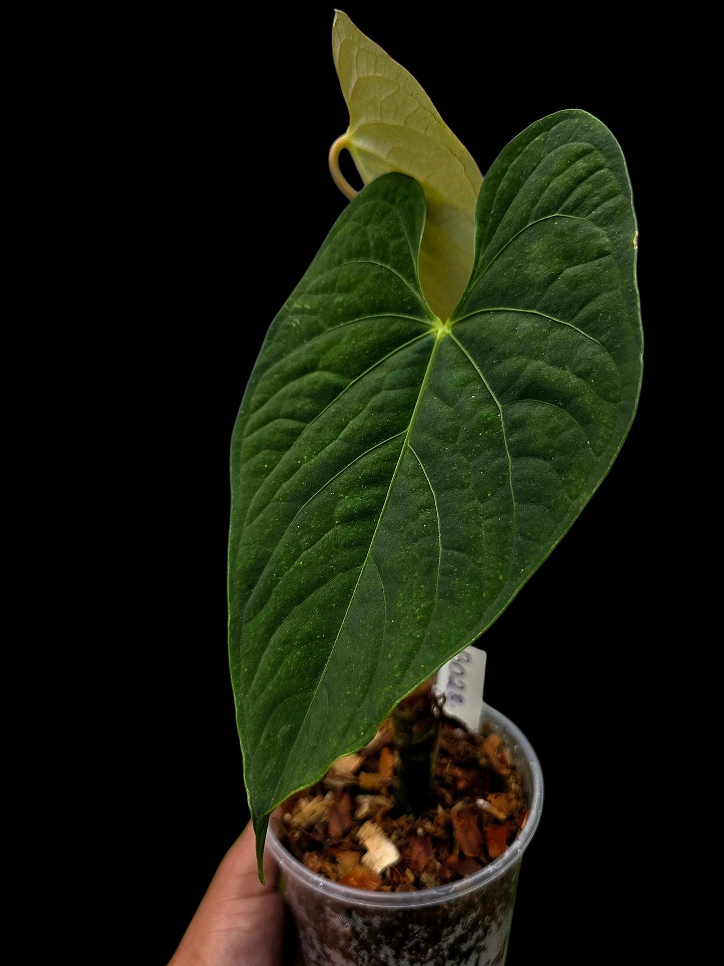 Anthurium sp. 'Tarapoto Velvet' Wild Ecotype (EXACT PLANT)