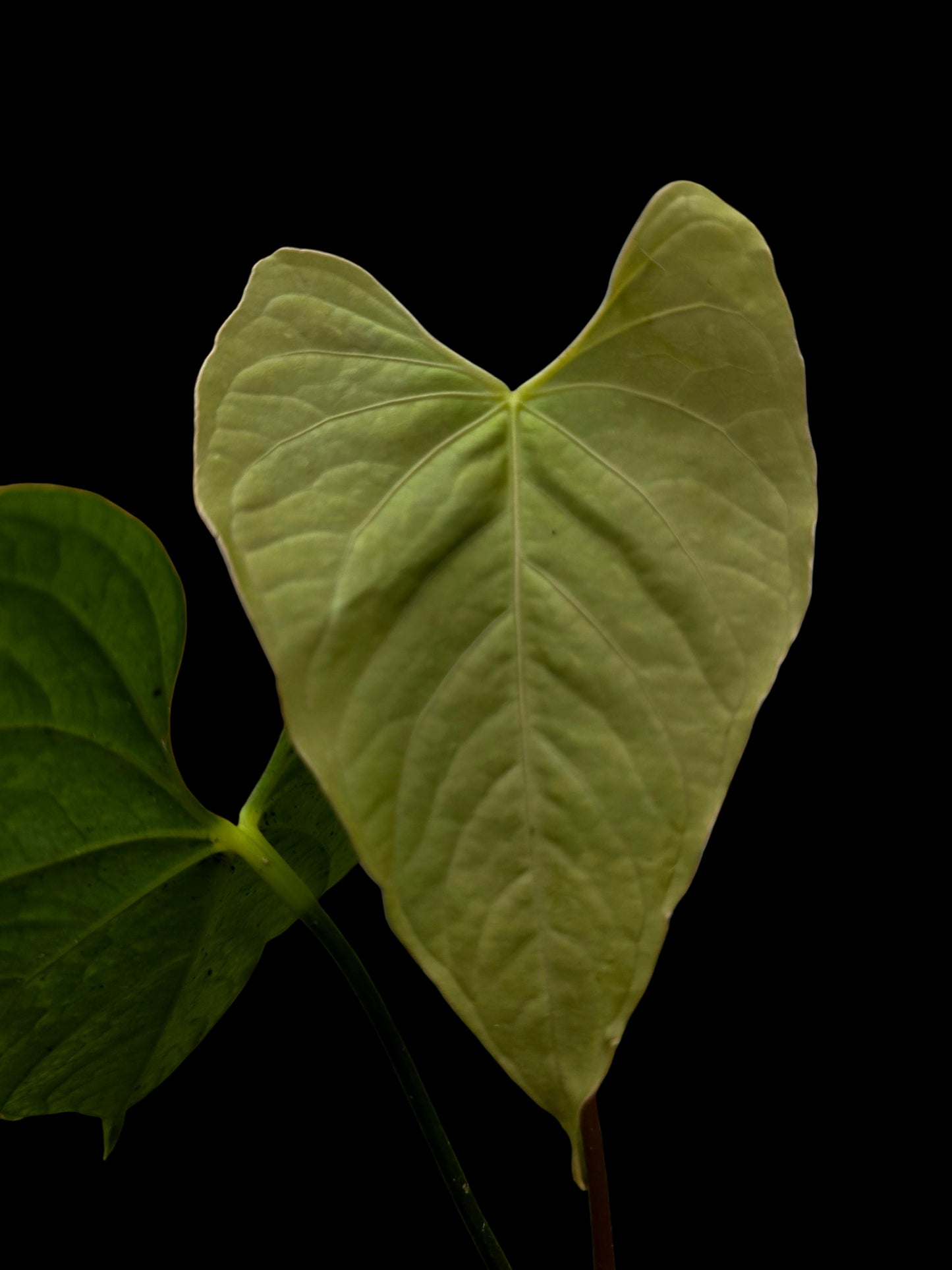 Anthurium sp. 'Tarapoto Velvet' Wild Ecotype (EXACT PLANT)
