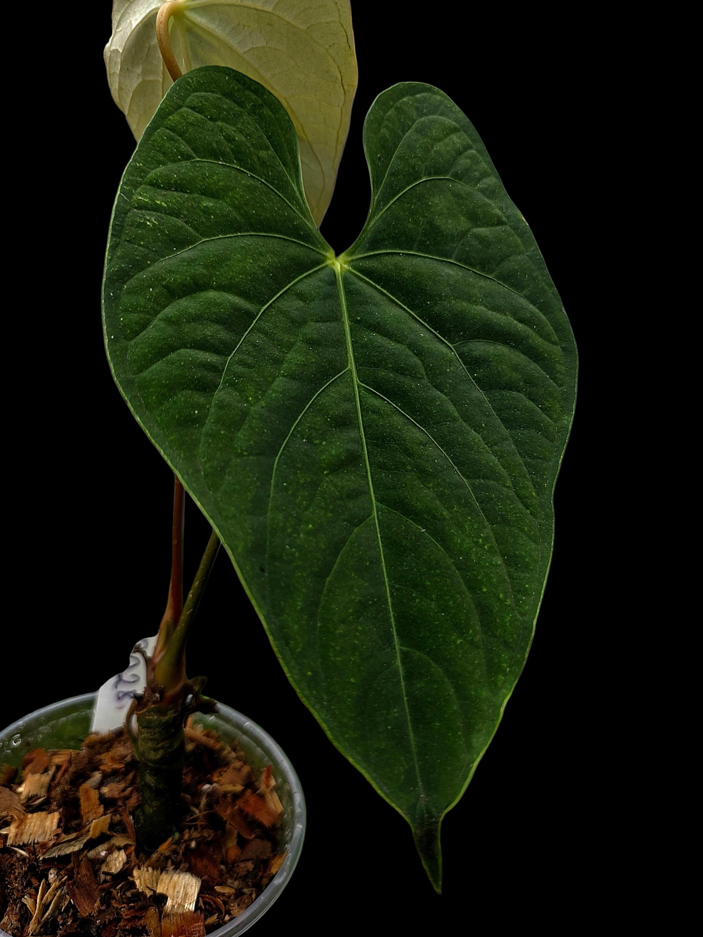 Anthurium sp. 'Tarapoto Velvet' Wild Ecotype (EXACT PLANT)