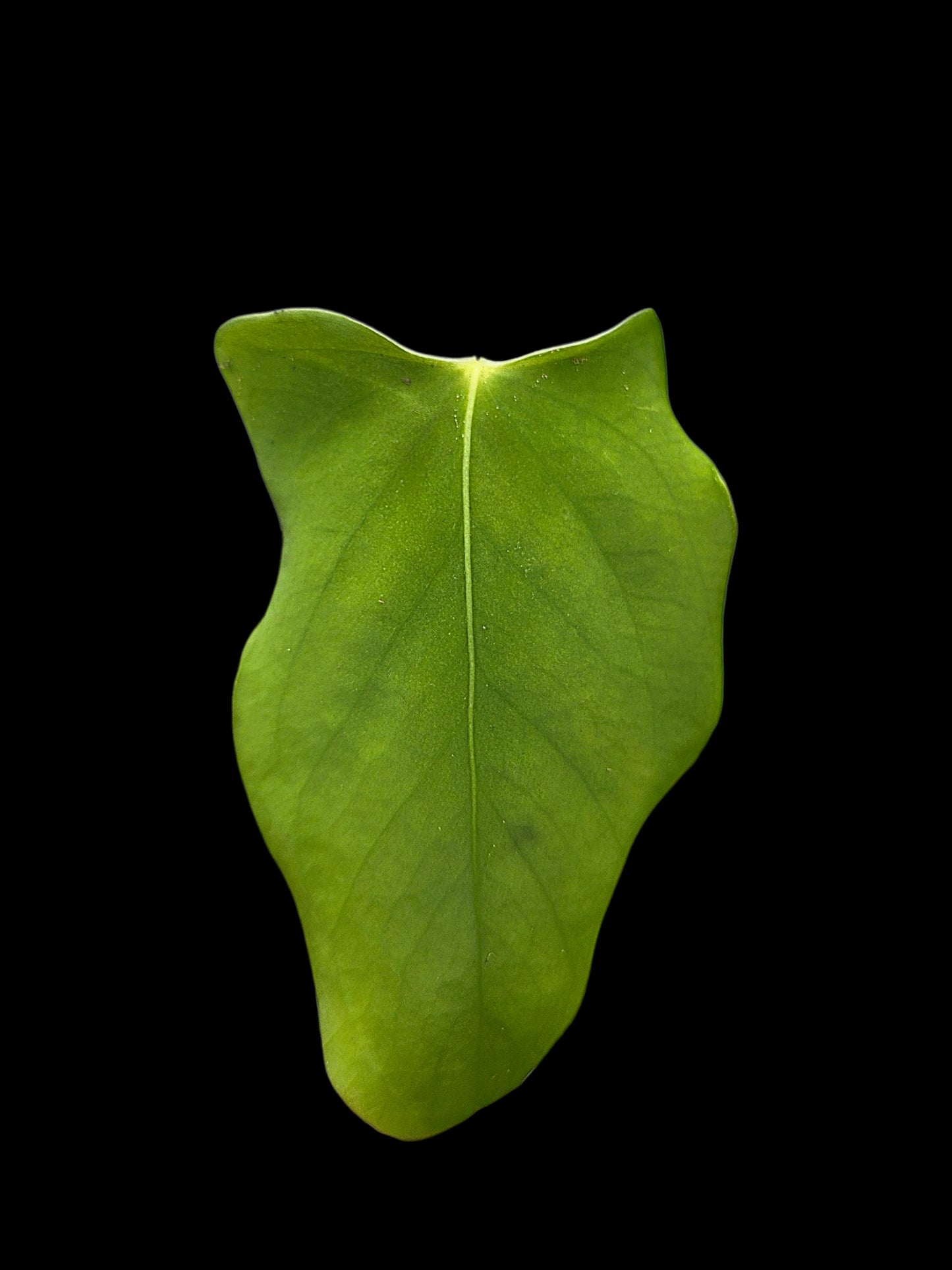 Anthurium sp. 'Aguaytiense' Velvety (EXACT PLANT)