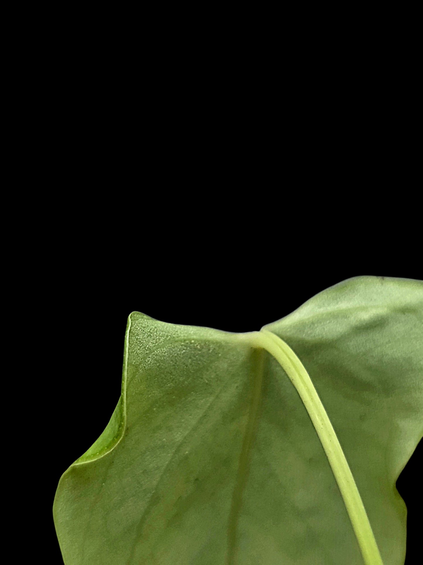Anthurium sp. 'Aguaytiense' Velvety (EXACT PLANT)