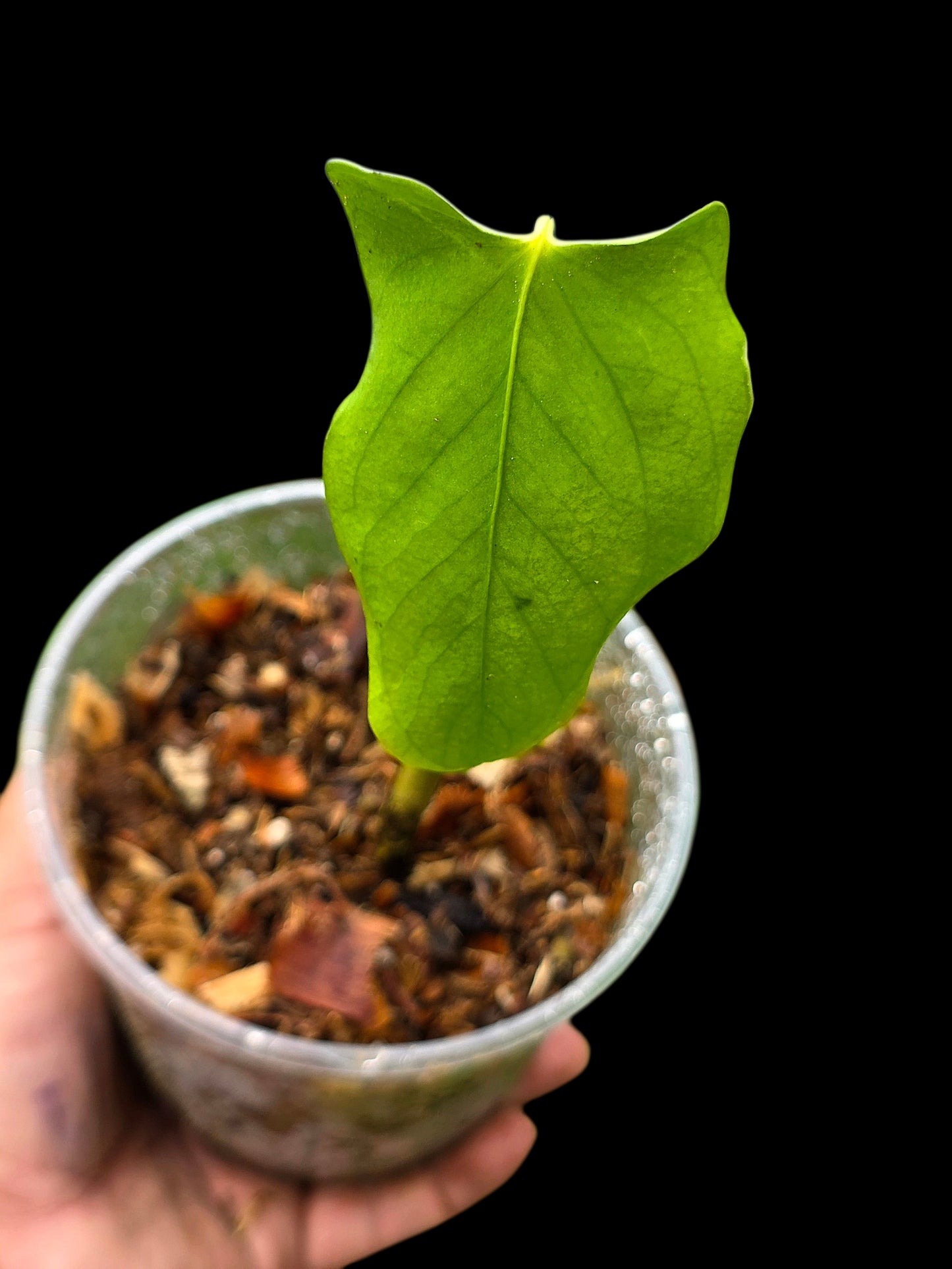 Anthurium sp. 'Aguaytiense' Velvety (EXACT PLANT)