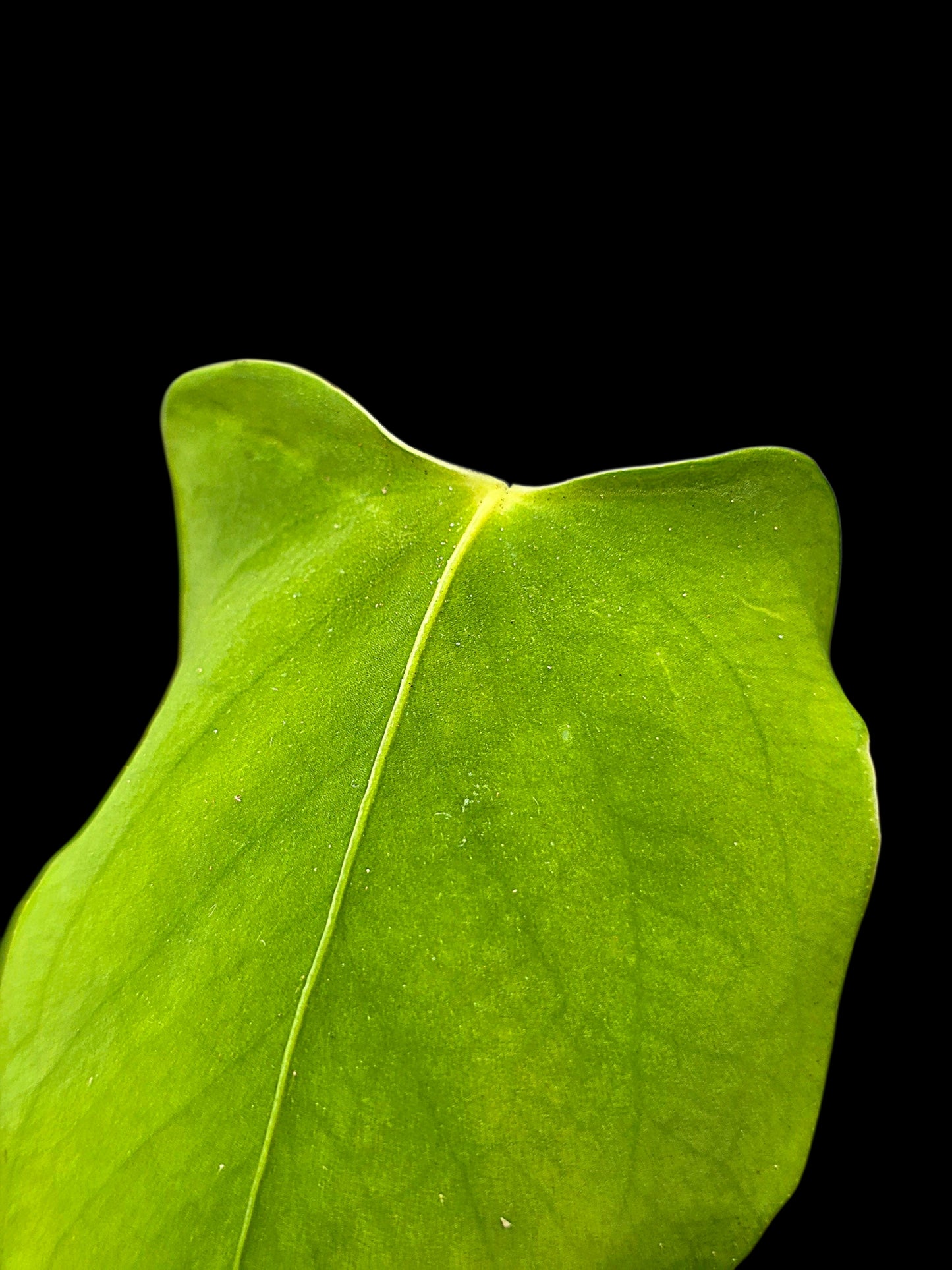 Anthurium sp. 'Aguaytiense' Velvety (EXACT PLANT)